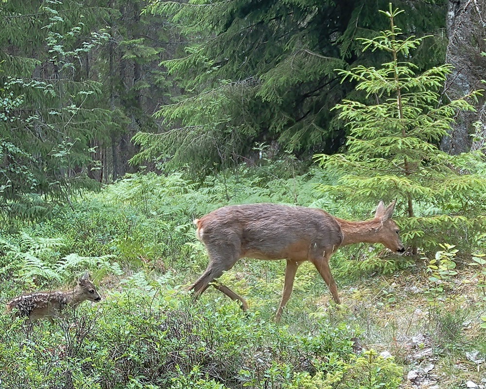 Natuurhuisje in Emmaboda
