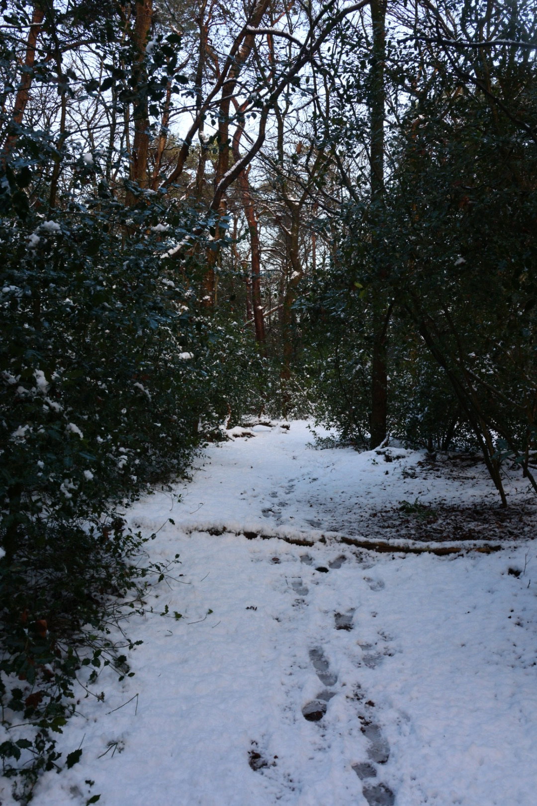 - image: 86