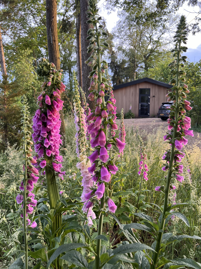 Casa nella natura a Diepenheim