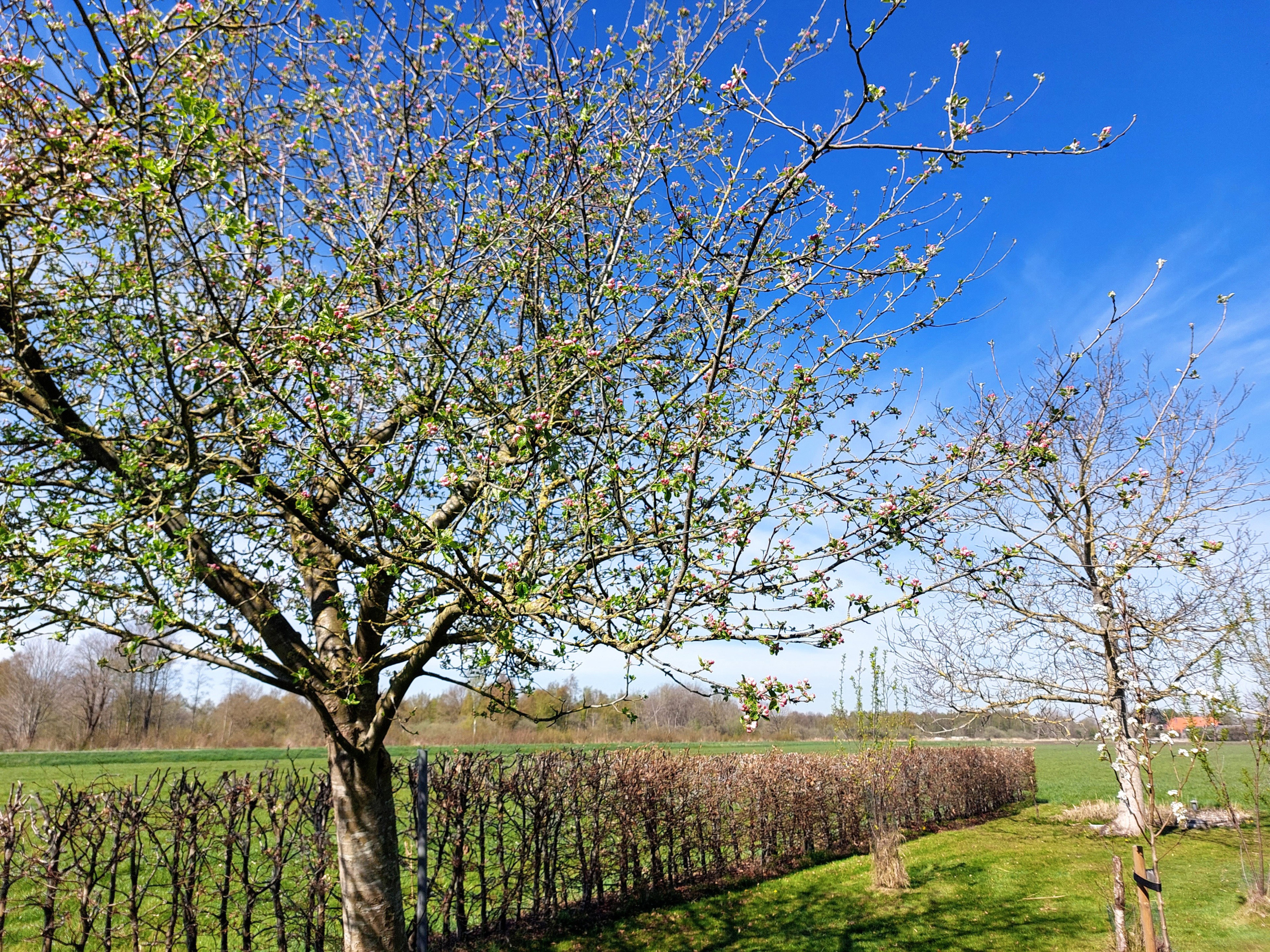 Natuurhuisje in Scheerwolde