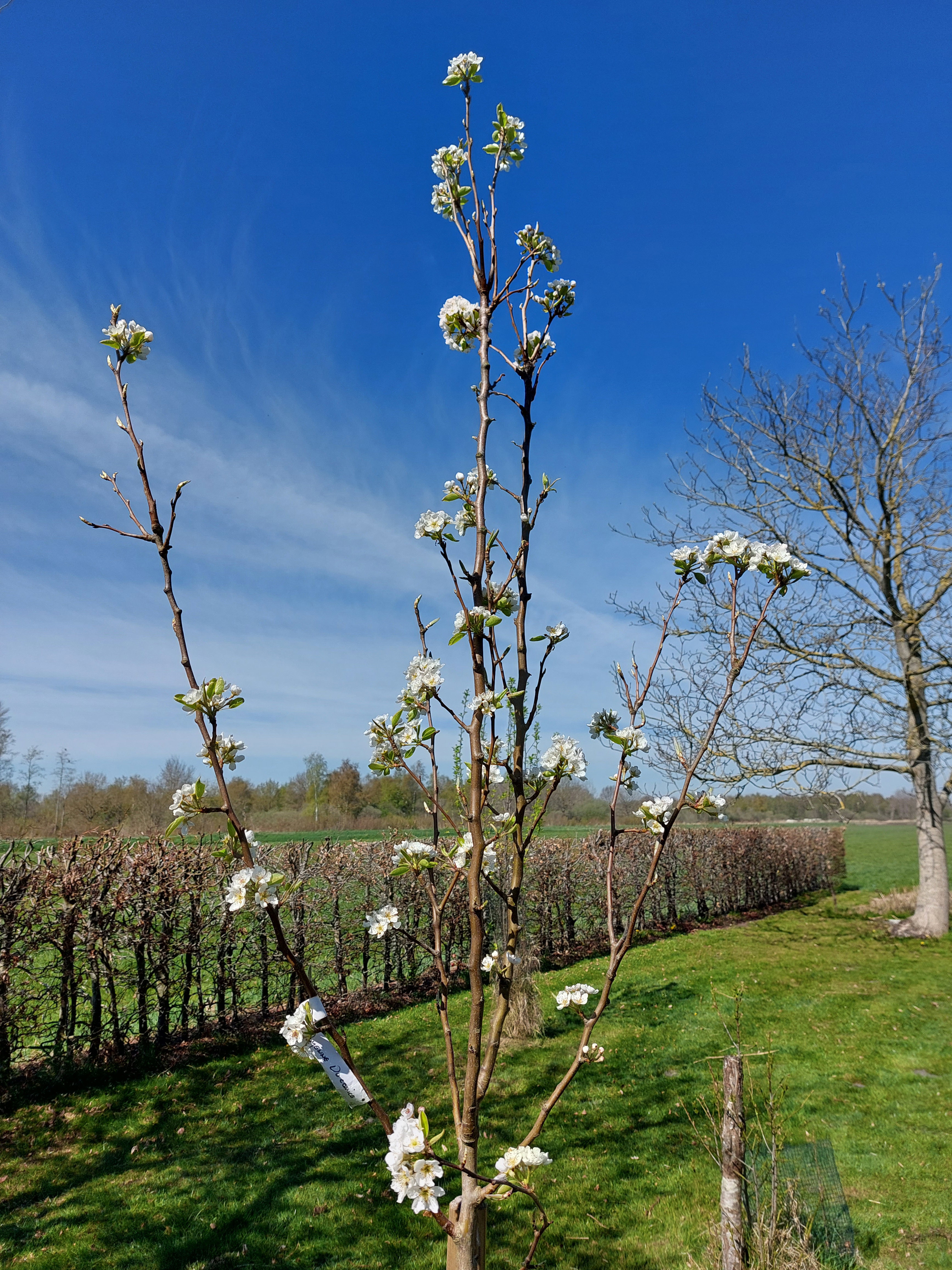 Natuurhuisje in Scheerwolde