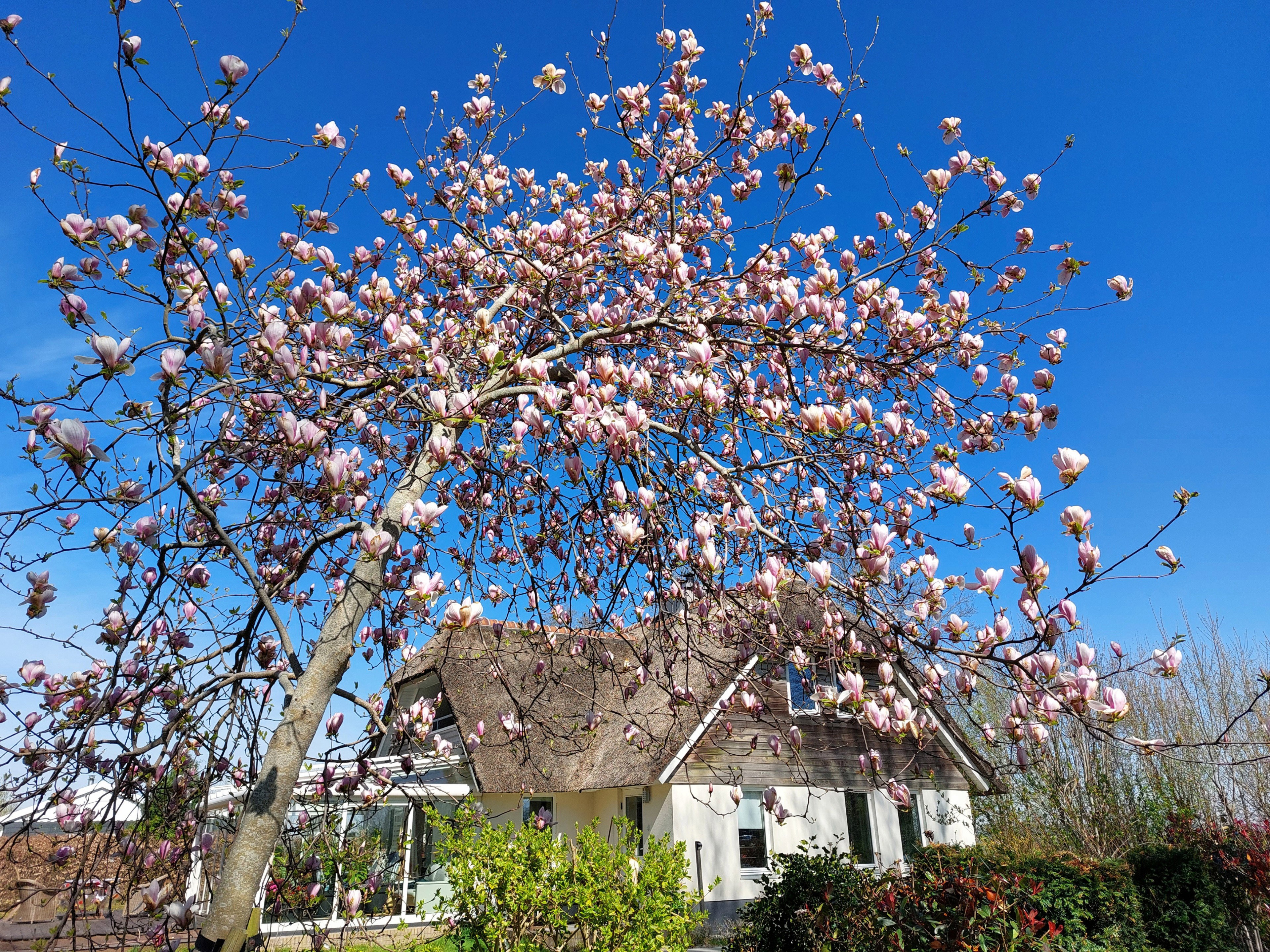 Natuurhuisje in Scheerwolde