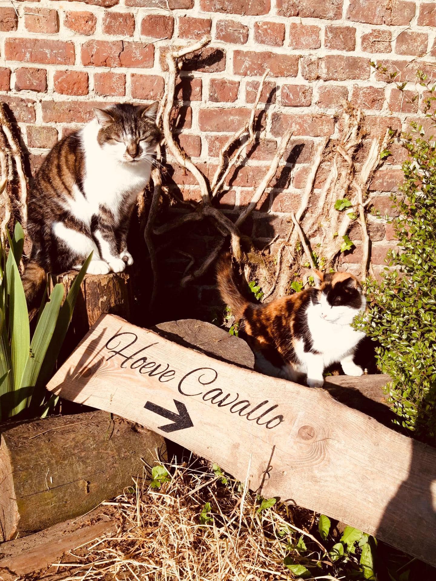 Natuurhuisje in Mont De L'enclus