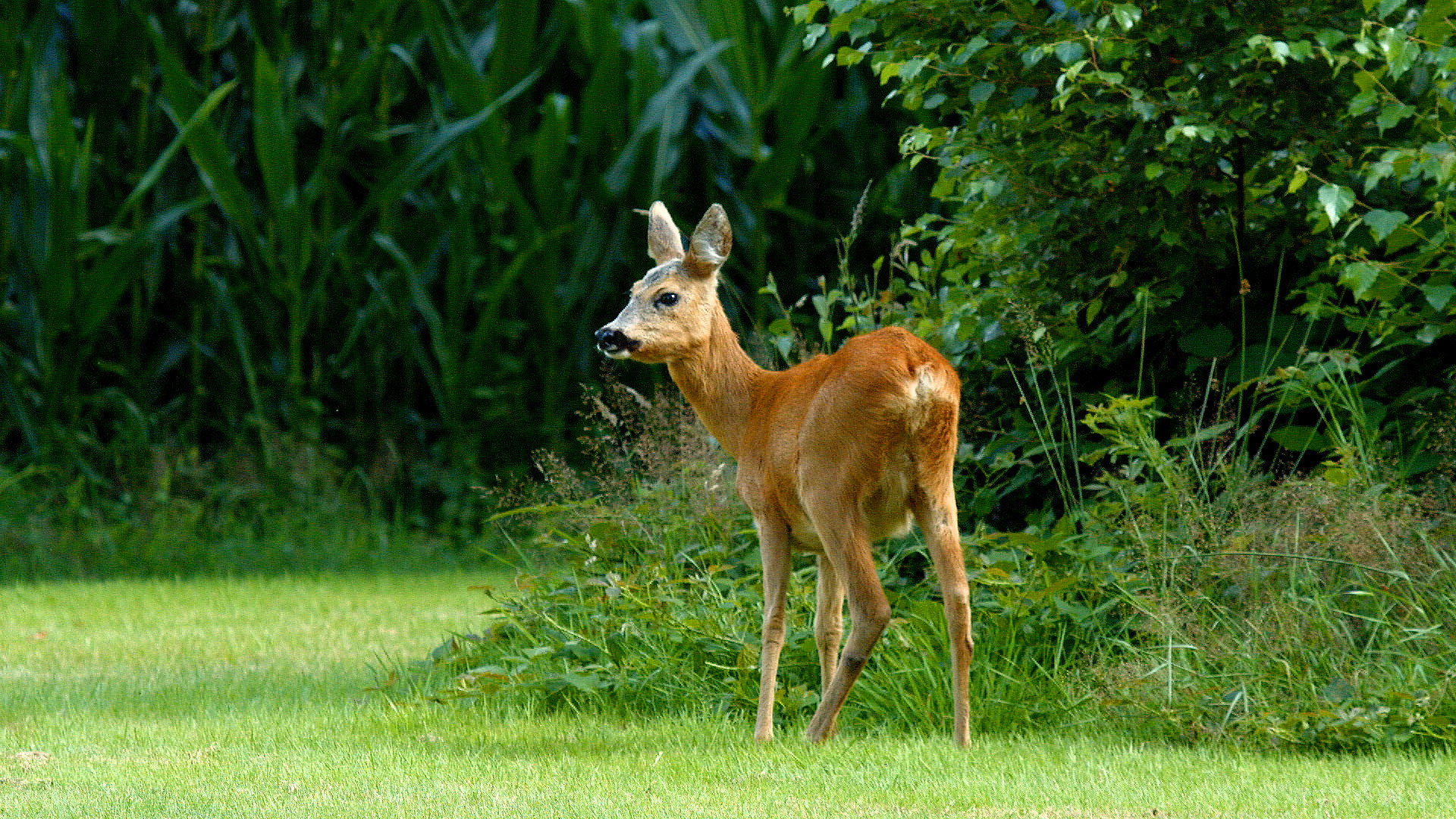 Casa nella natura a Tynaarlo