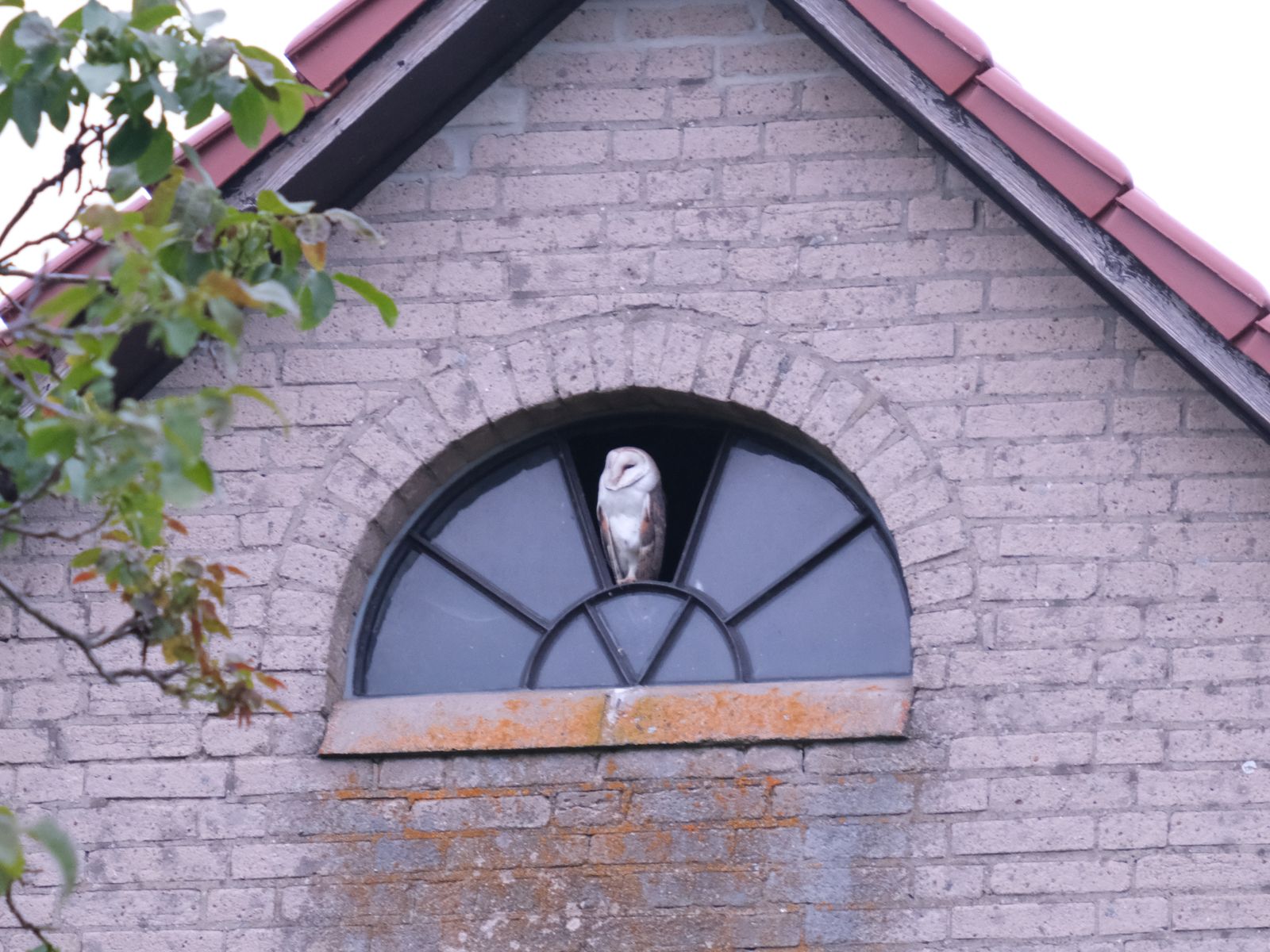 - image: 11