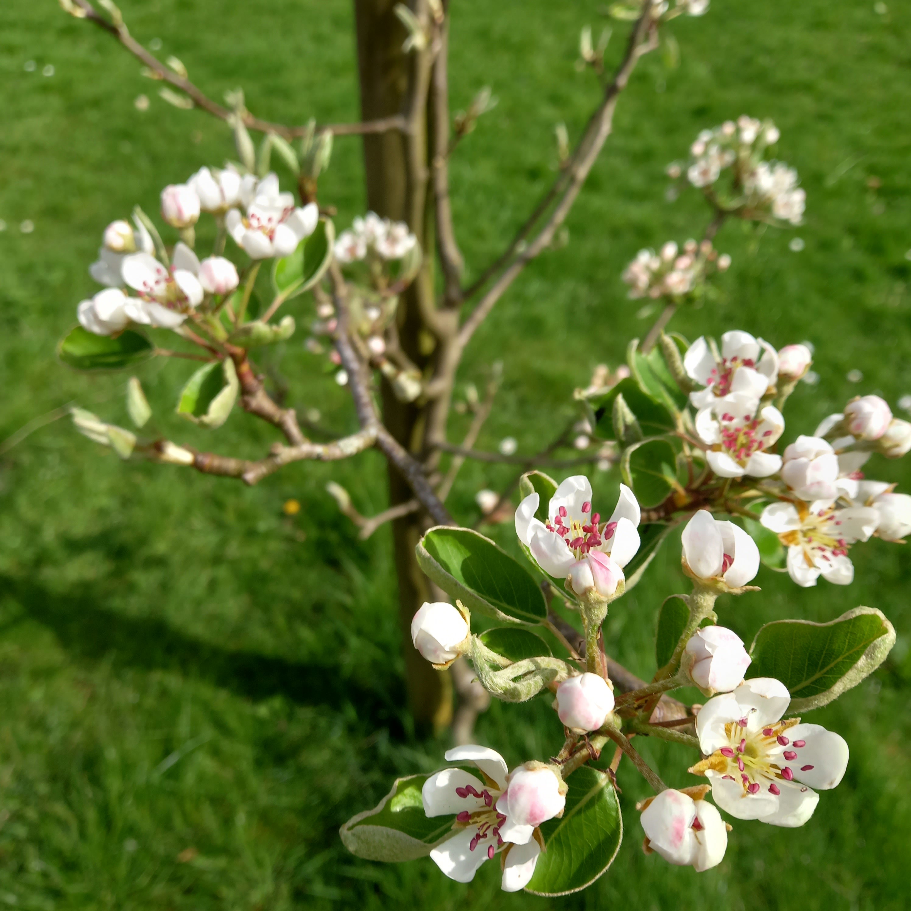 Naturhäuschen in De Cocksdorp