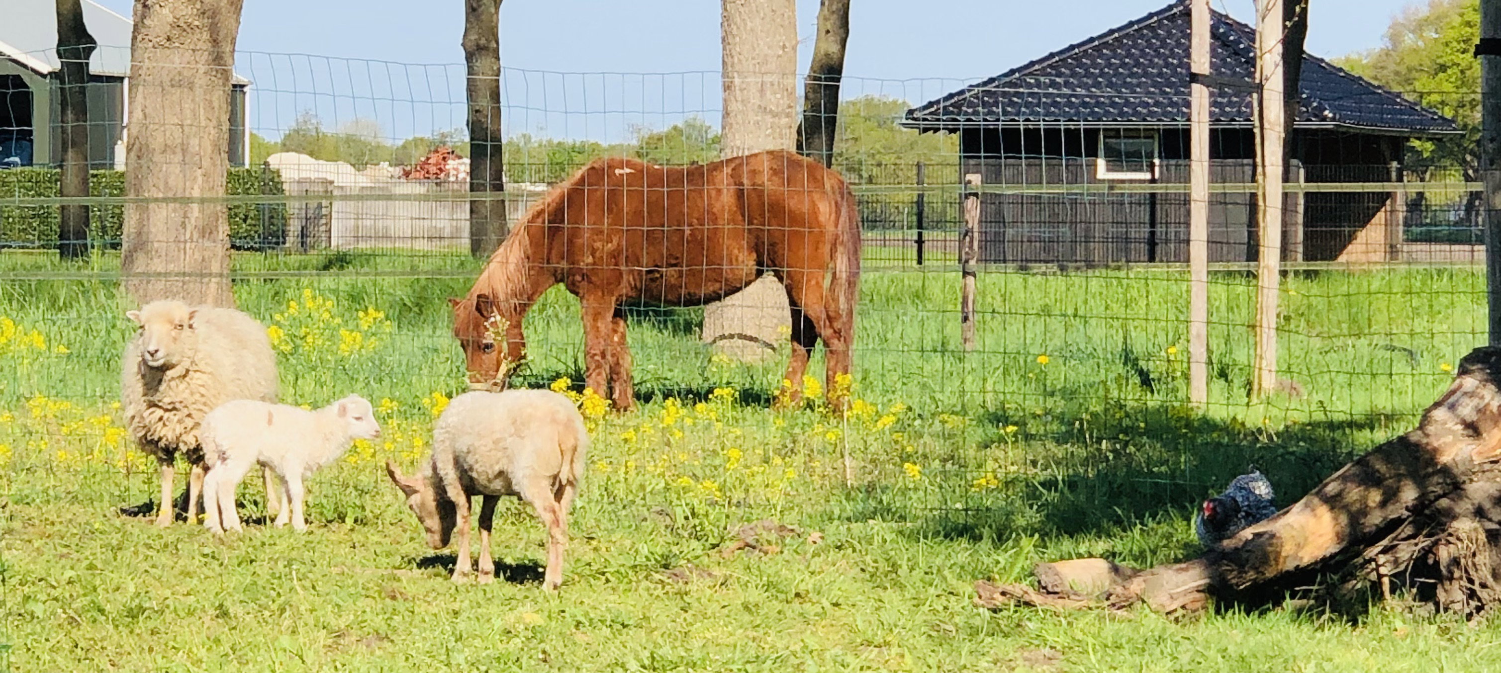 Natuurhuisje in Zuidveld