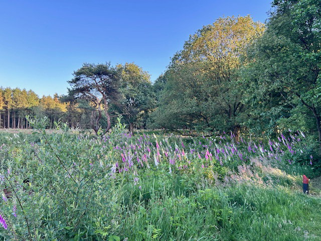 Natuurhuisje in Mantinge