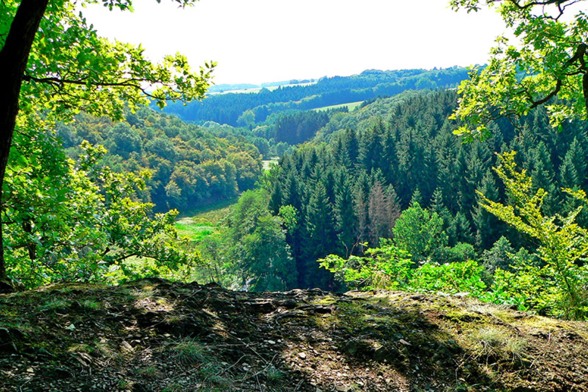 - image: 12