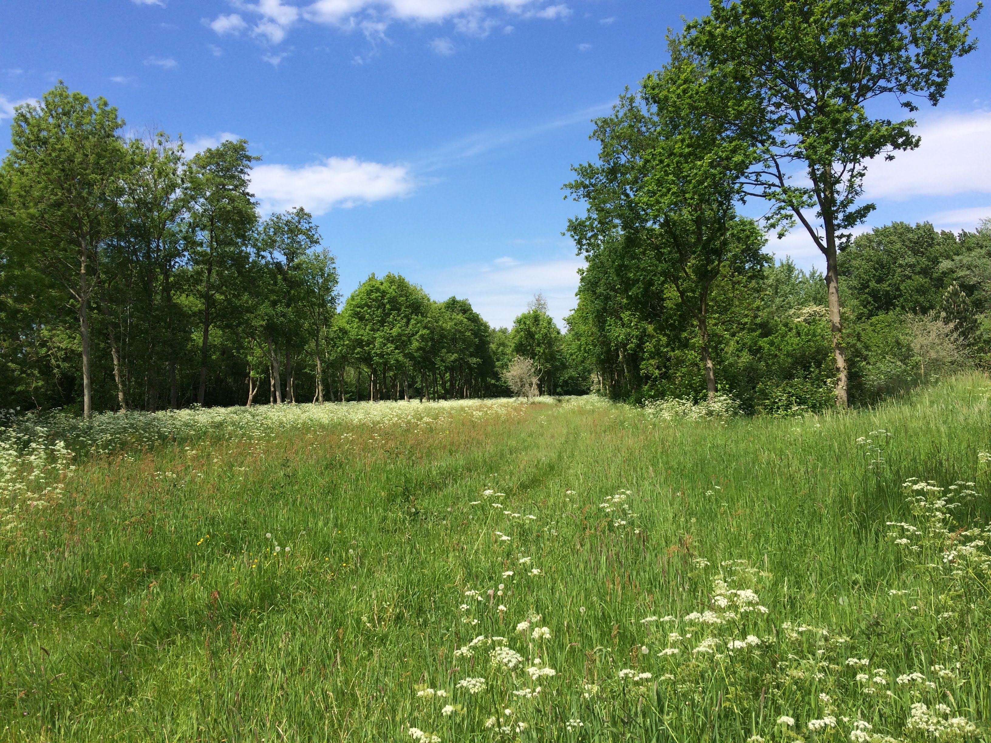 Natuurhuisje in Goedereede