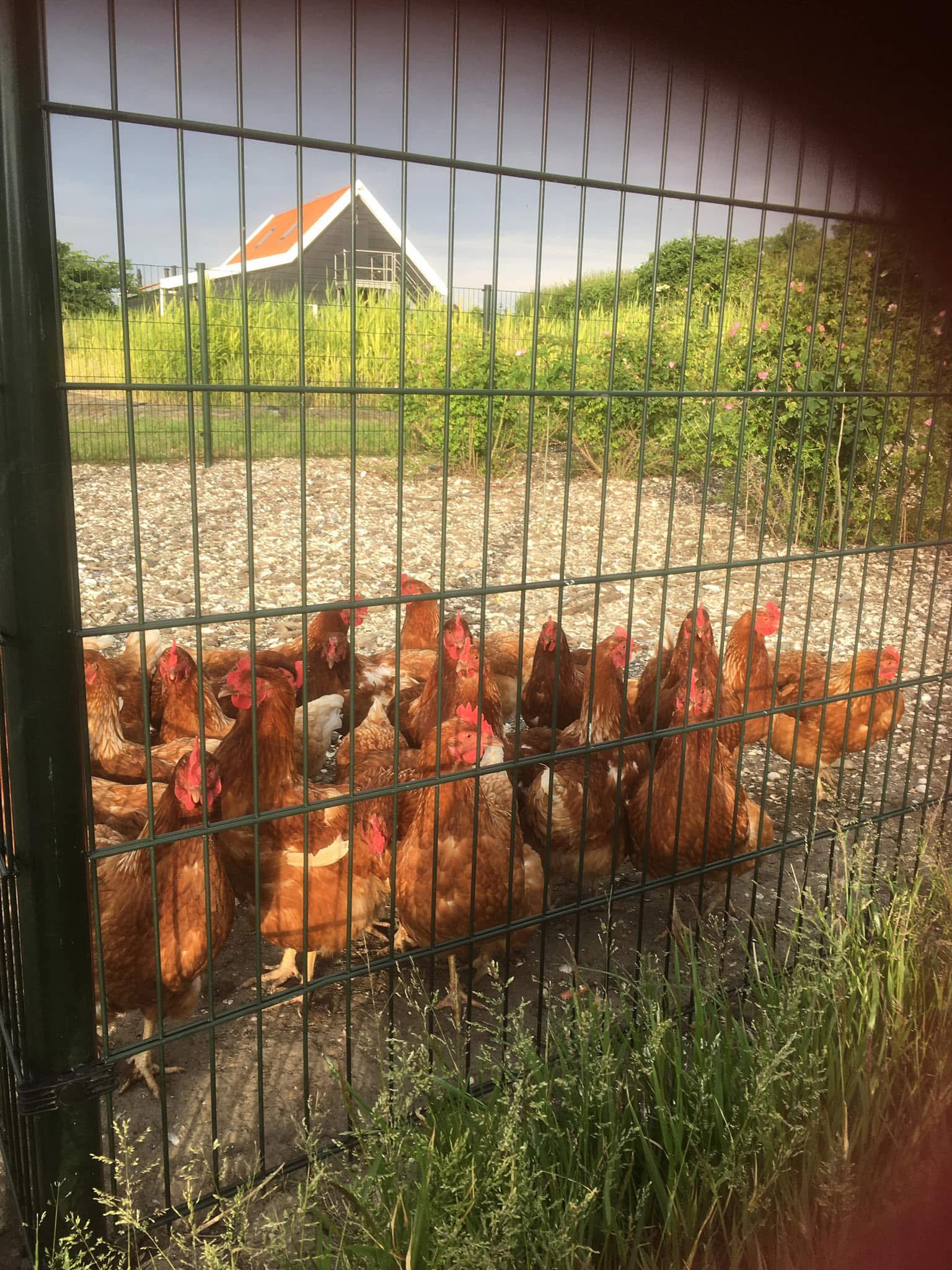 Naturhäuschen in Borssele