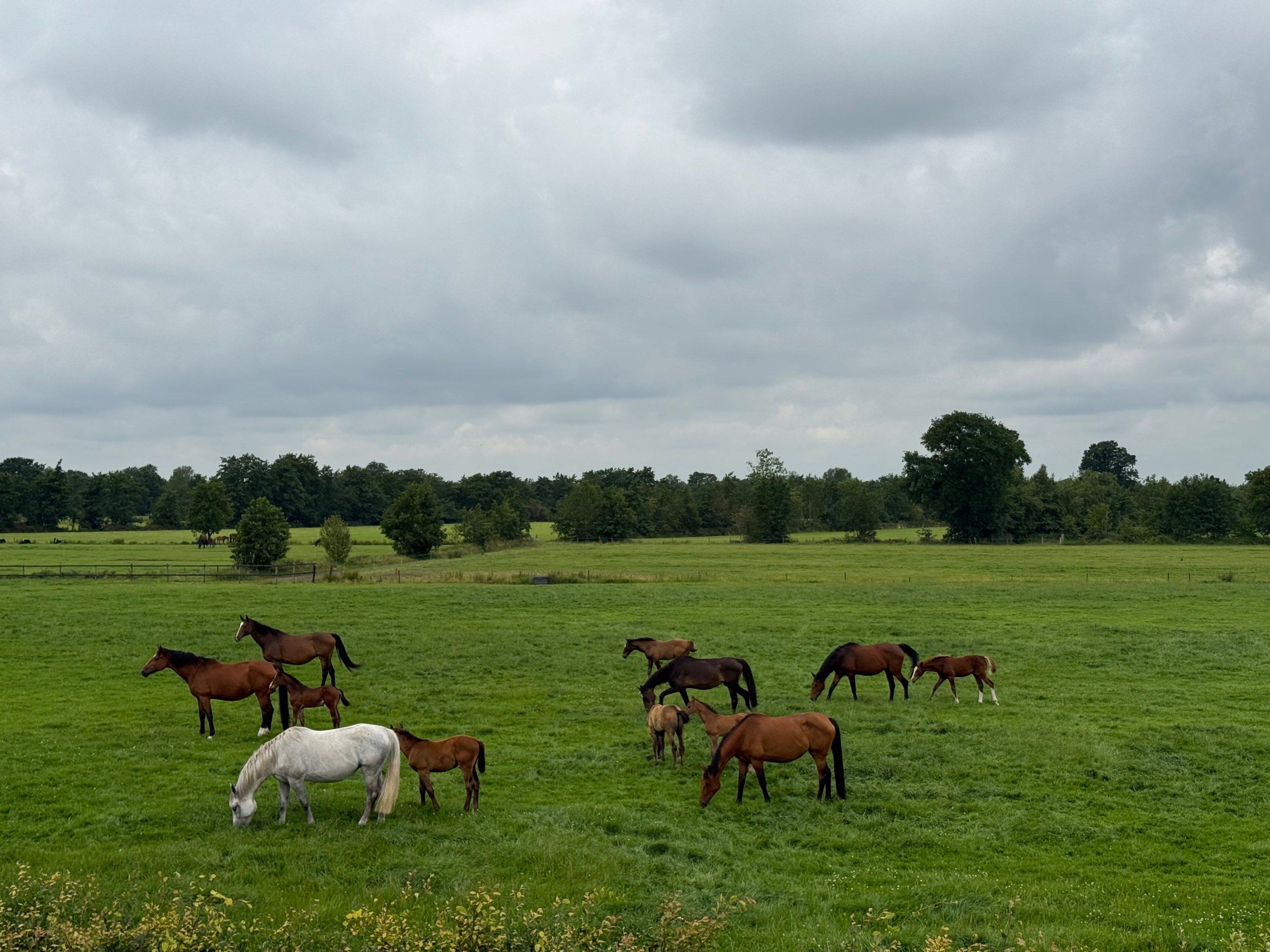 Natuurhuisje in Surhuisterveen