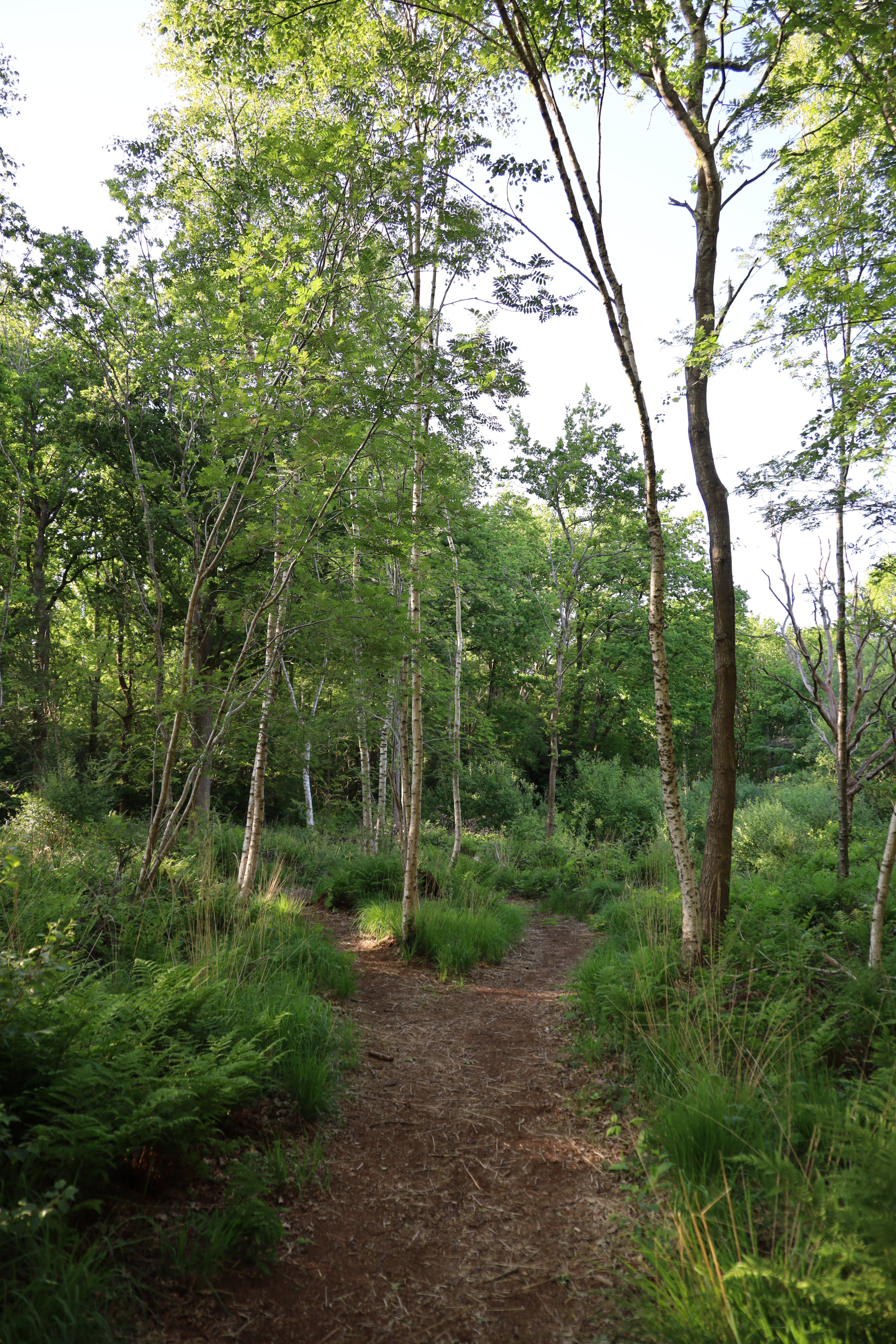 Natuurhuisje in Oldeholtpade