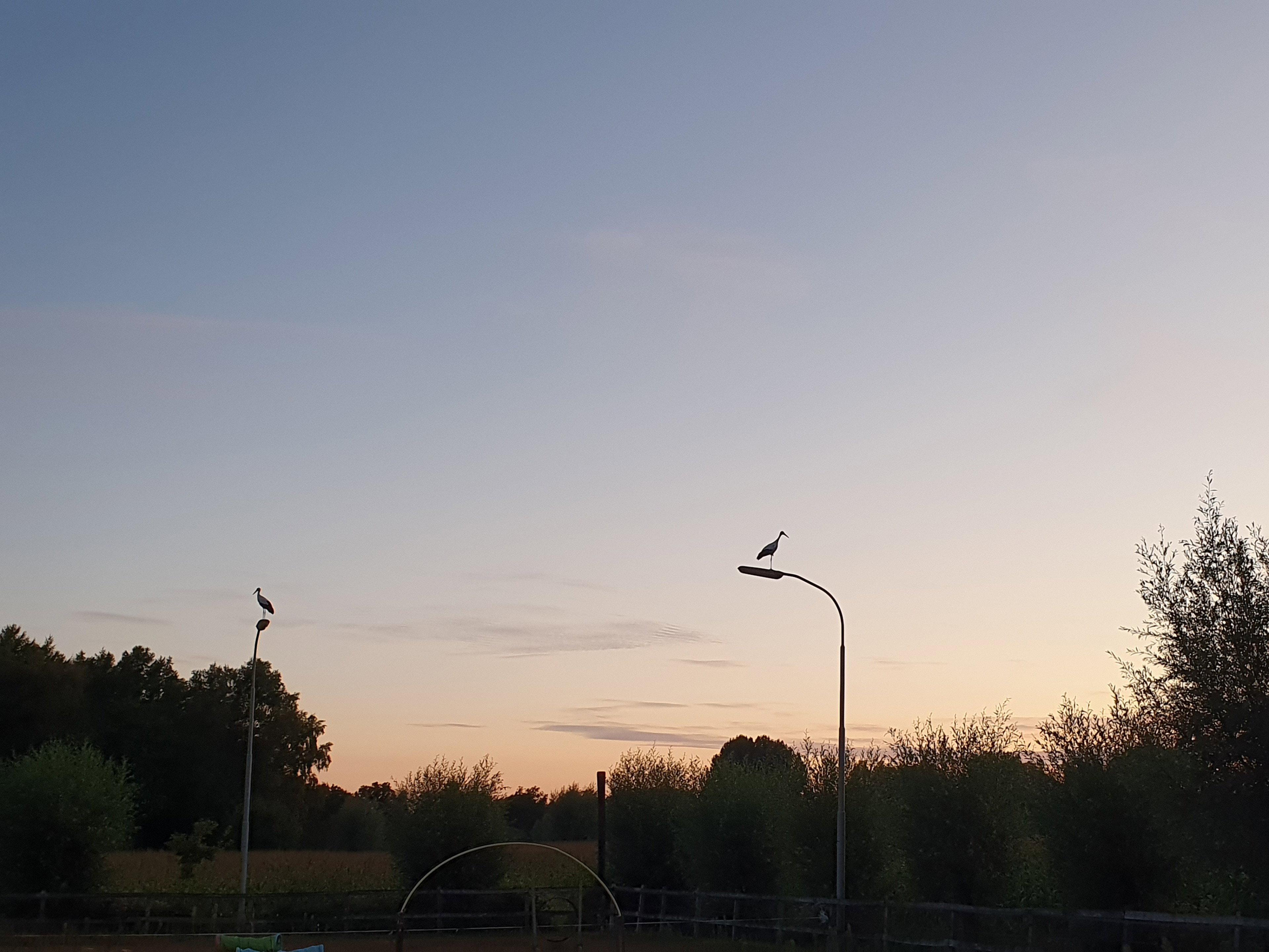 - image: 17