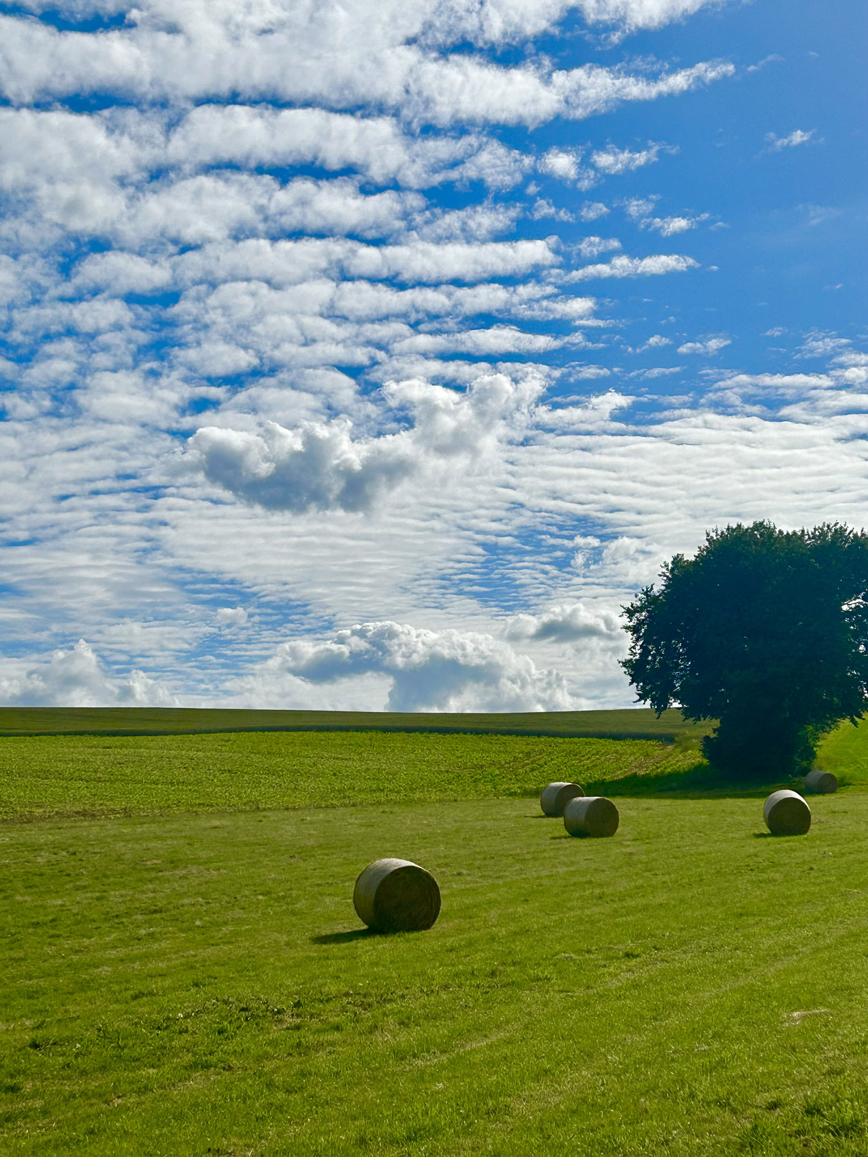 - image: 13