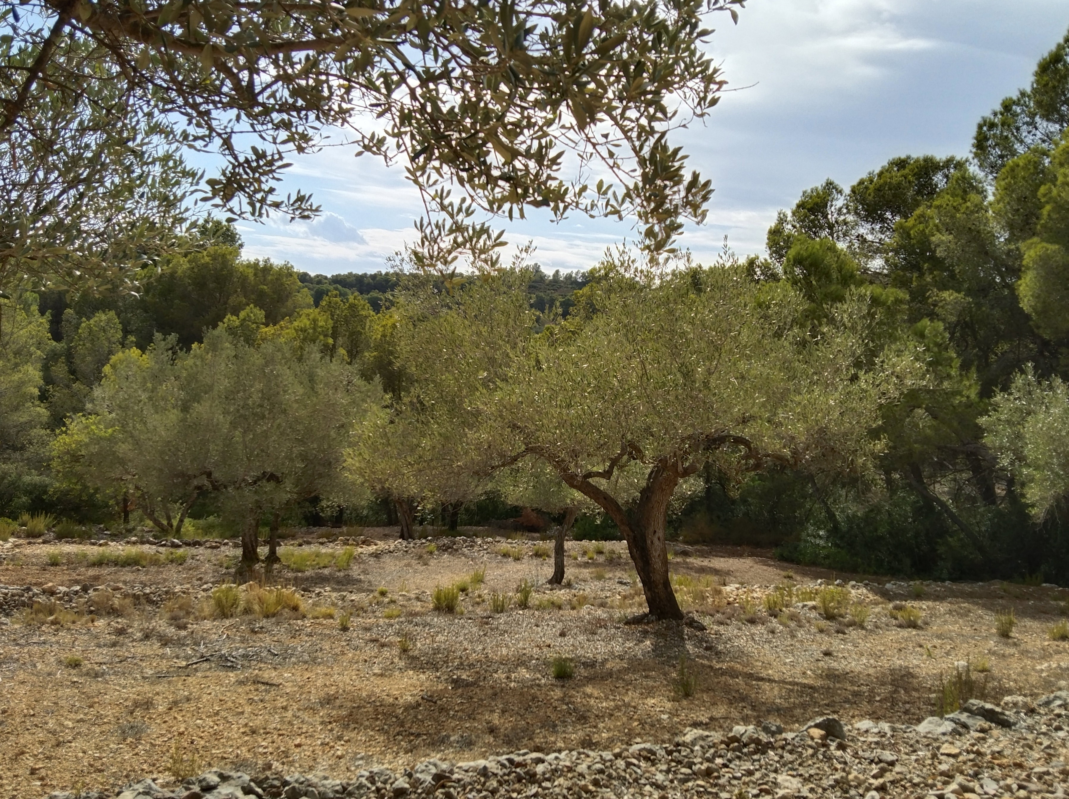 Natuurhuisje in El Perelló