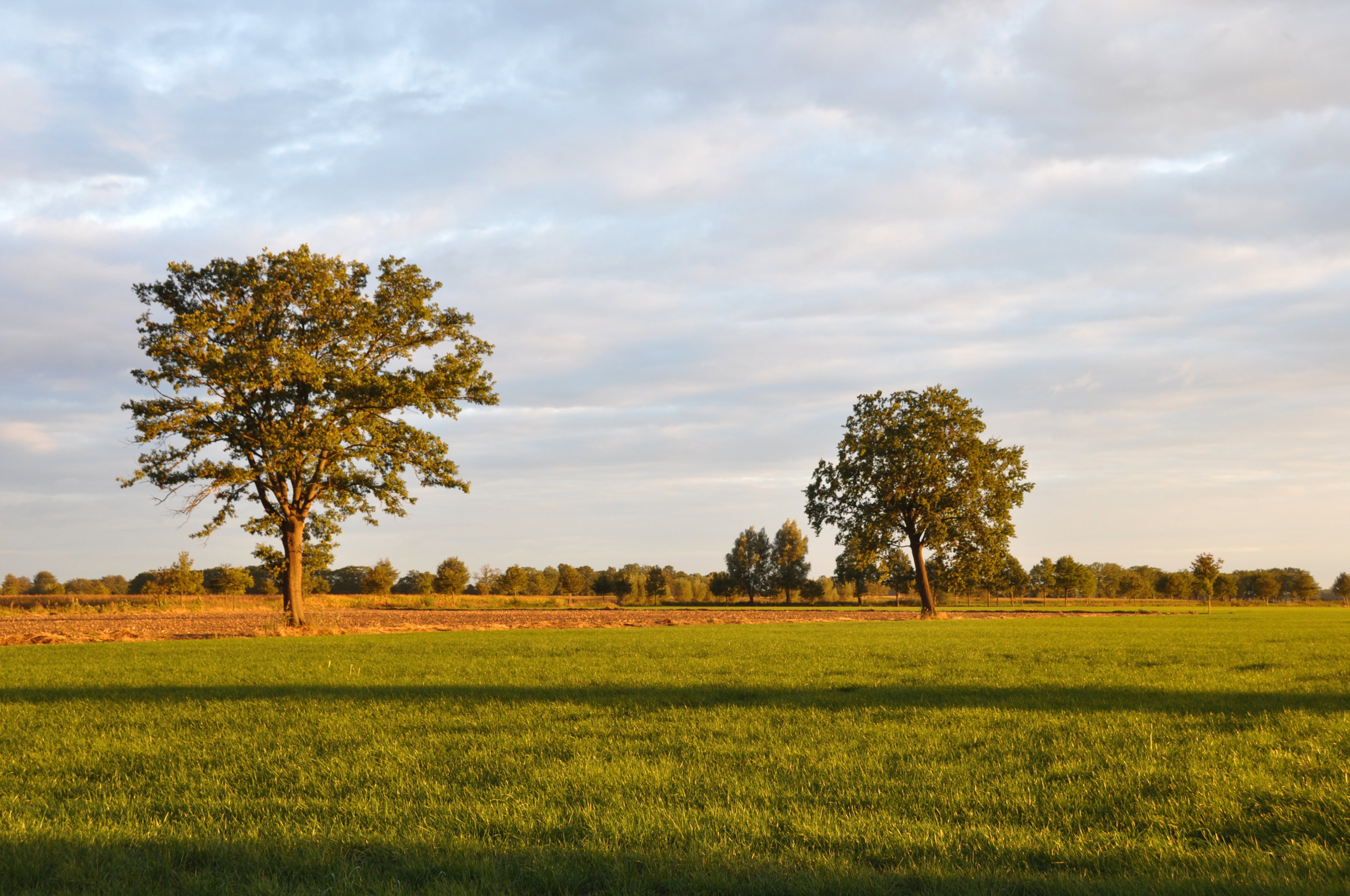 - image: 11
