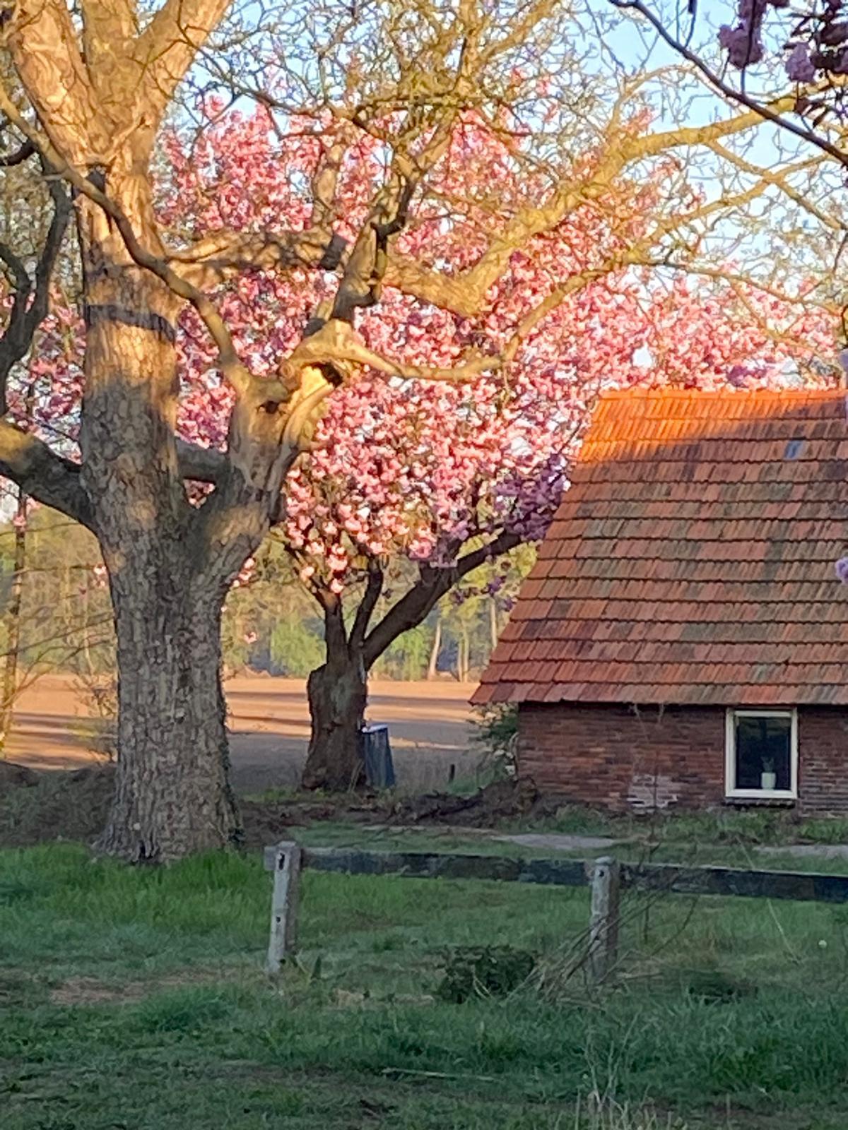 Natuurhuisje in Markelo
