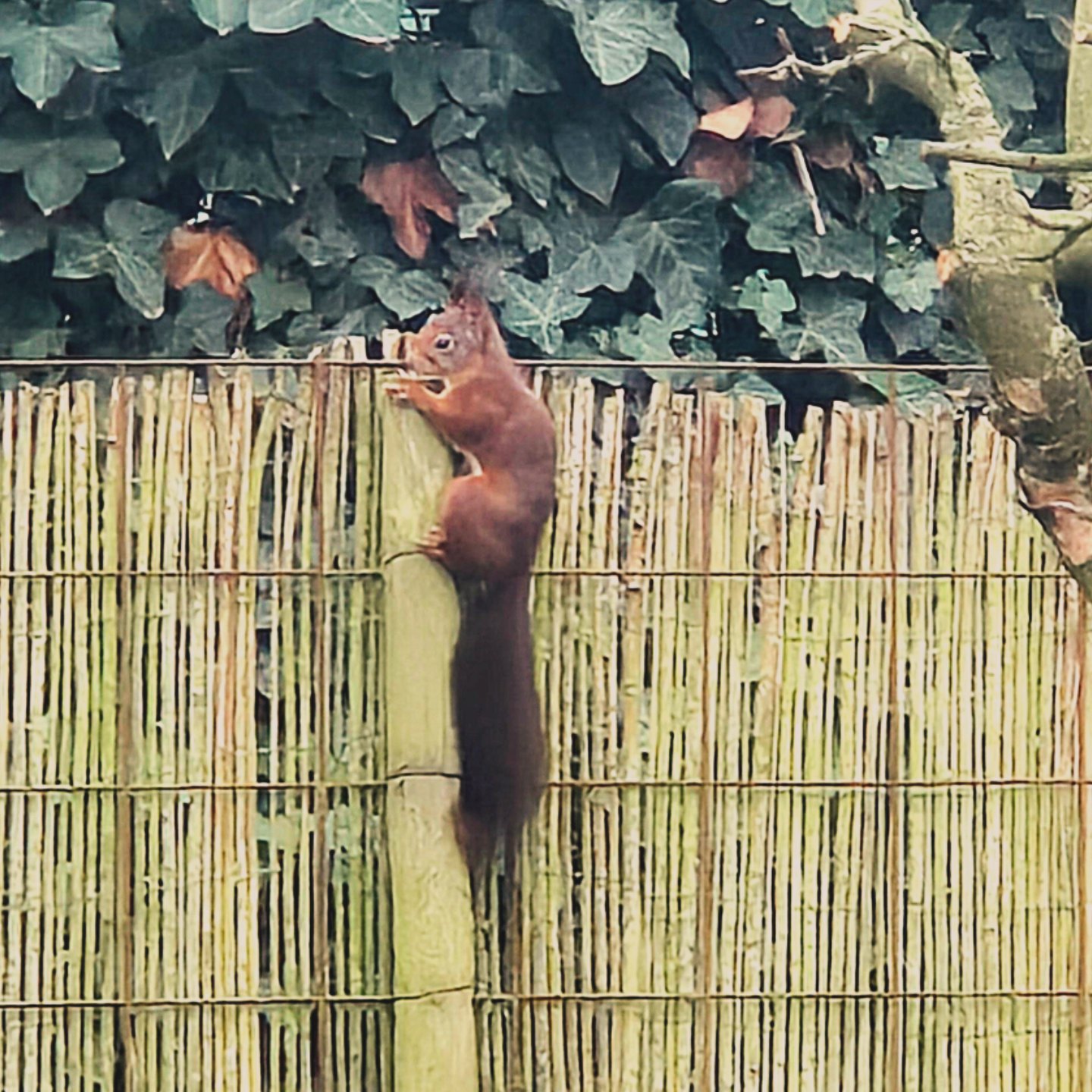 Natuurhuisje in Holthees