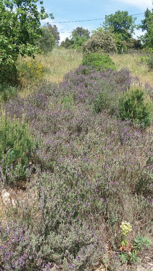 Maison nature à Plan de la Tour