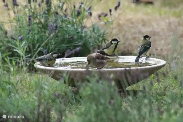 Casa nella natura a Beerze