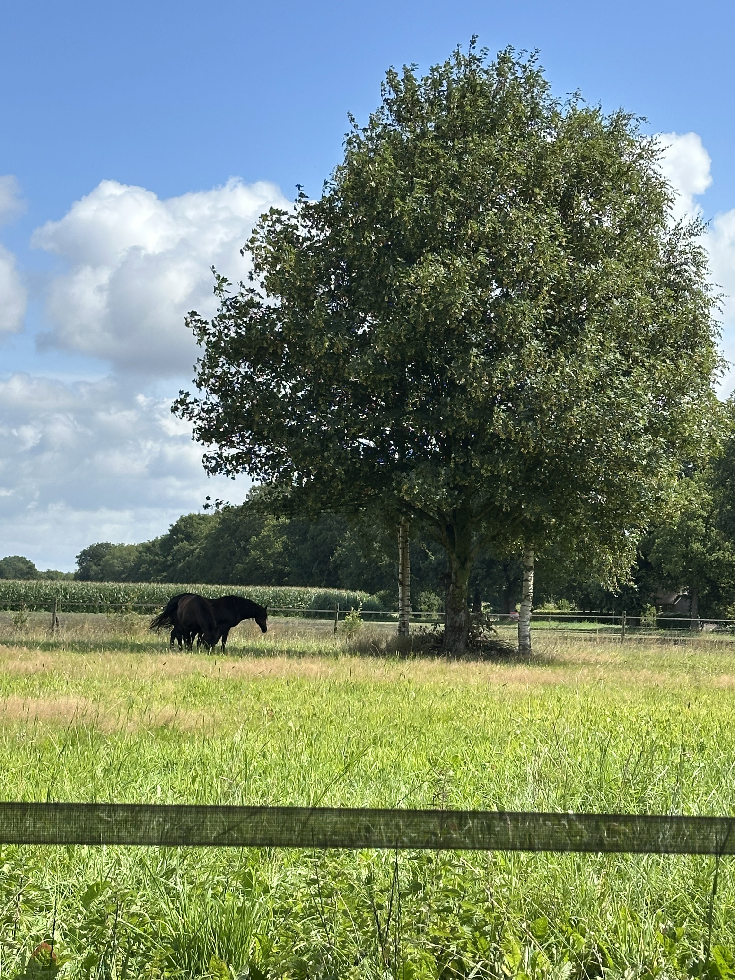 Natuurhuisje in Wapse