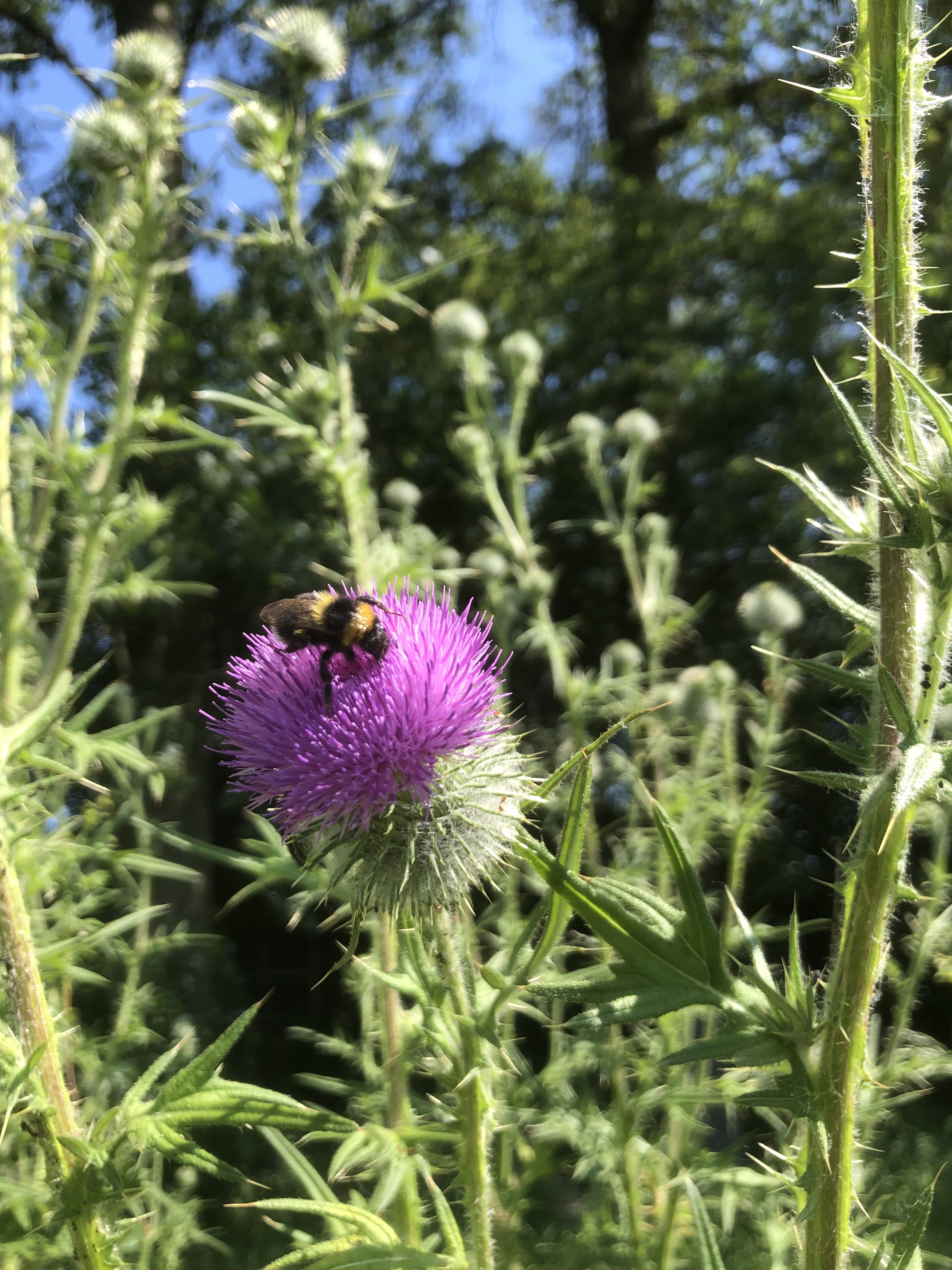 Nature house in Winterswijk - Meddo