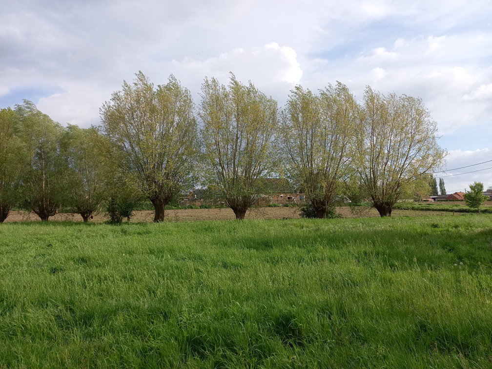 - image: 12