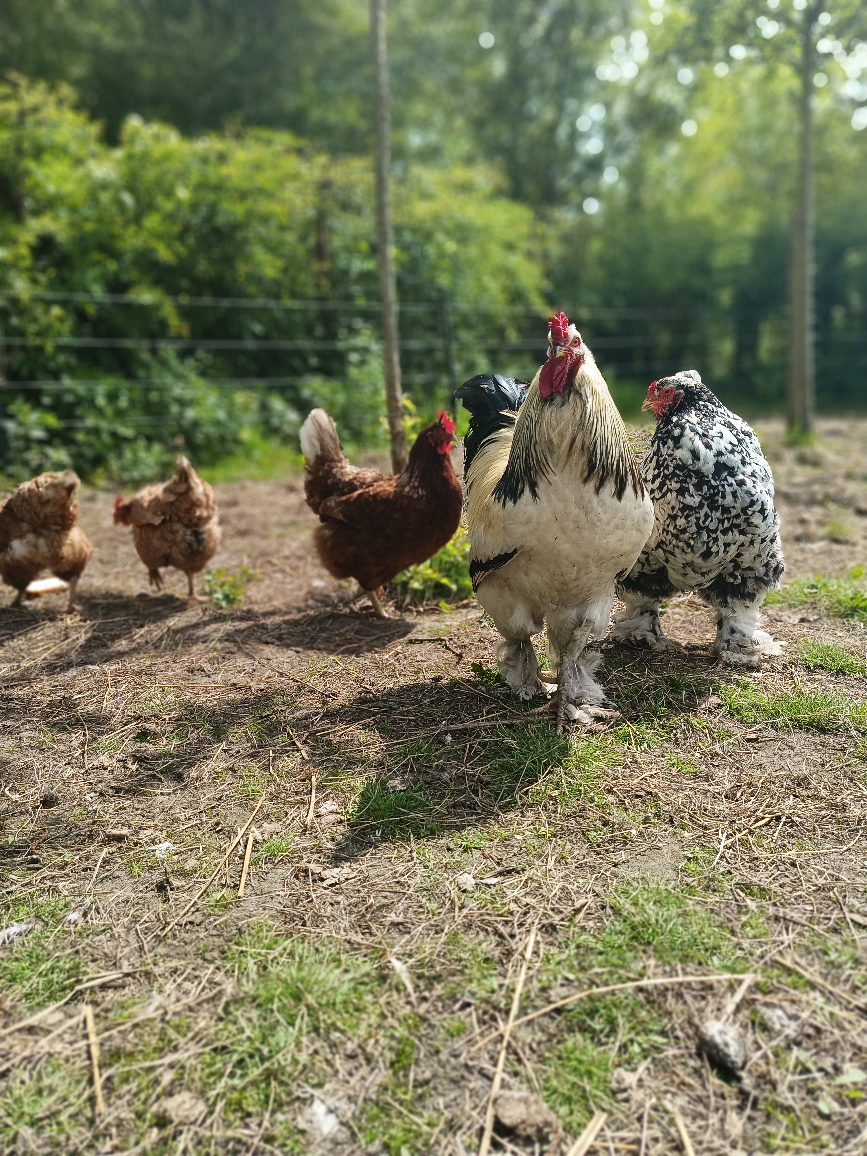 Natuurhuisje in Opende
