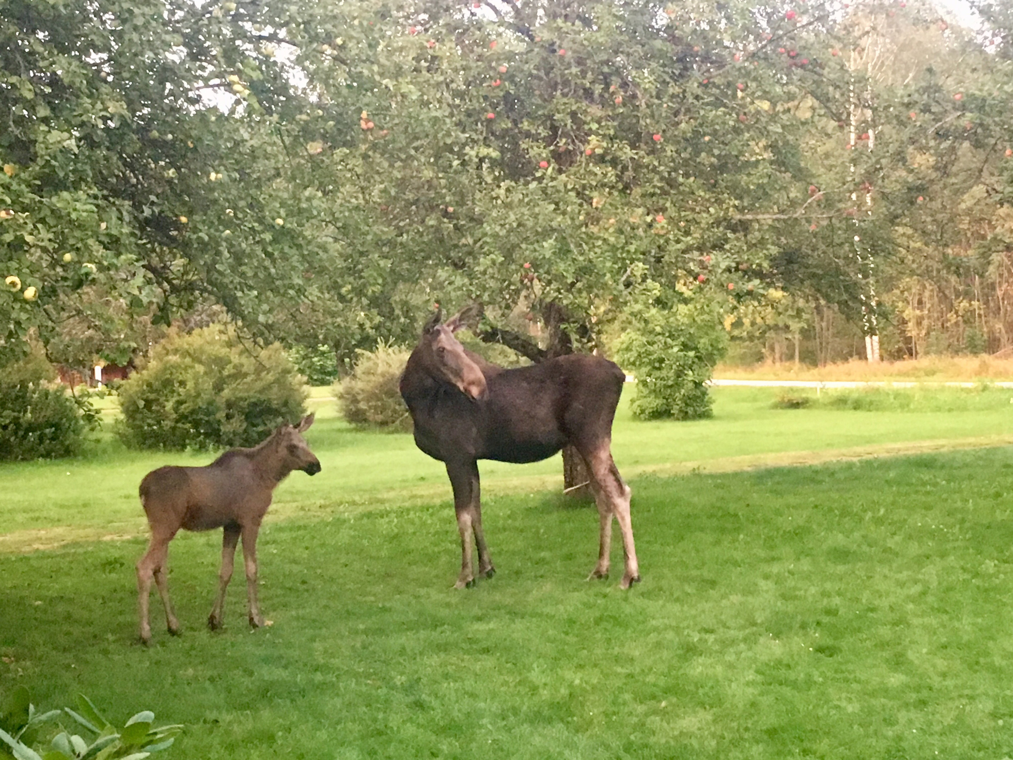 Casa nella natura a Mjönäs/Munkfors