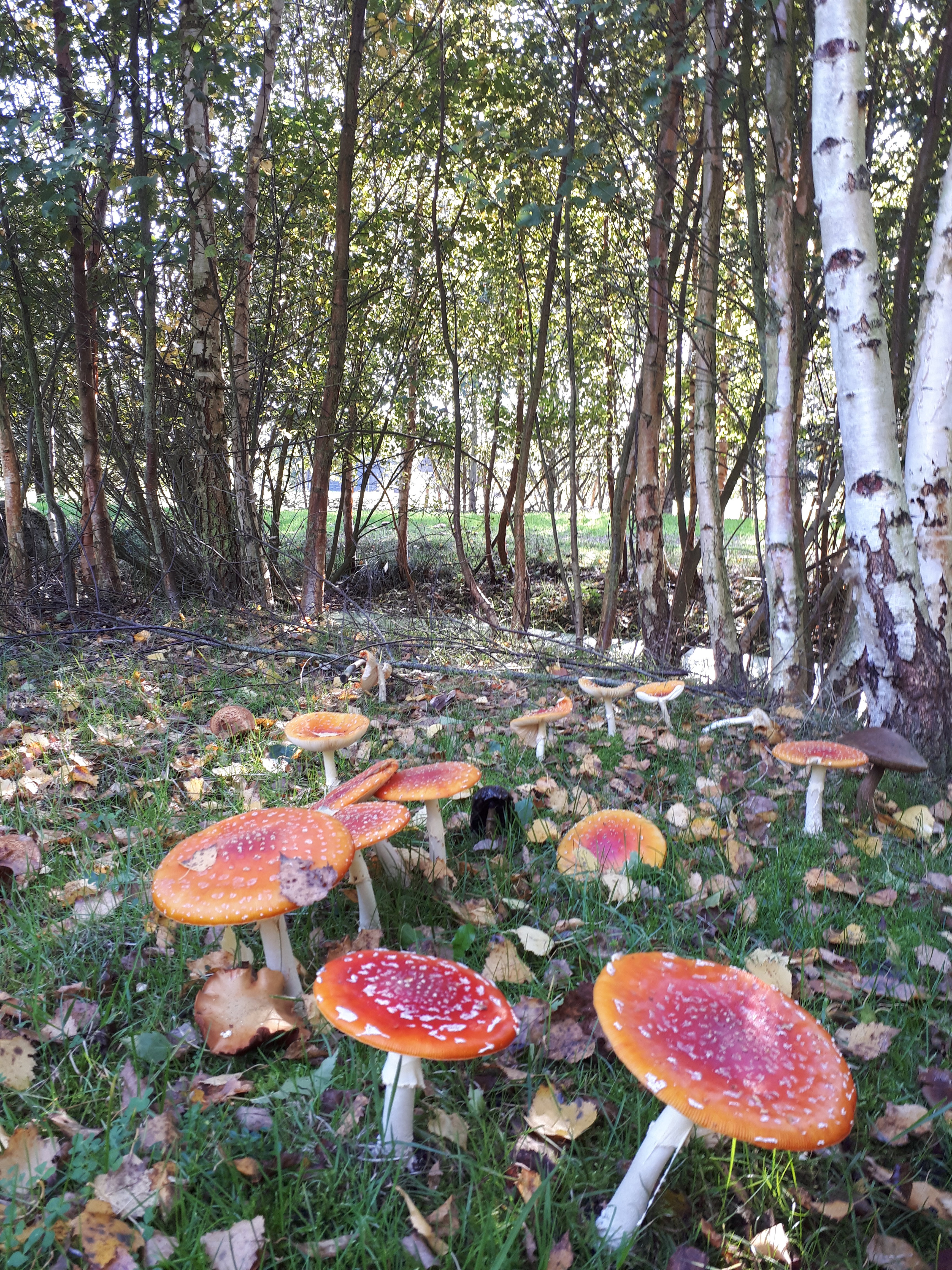 Naturhäuschen in Nieuweroord