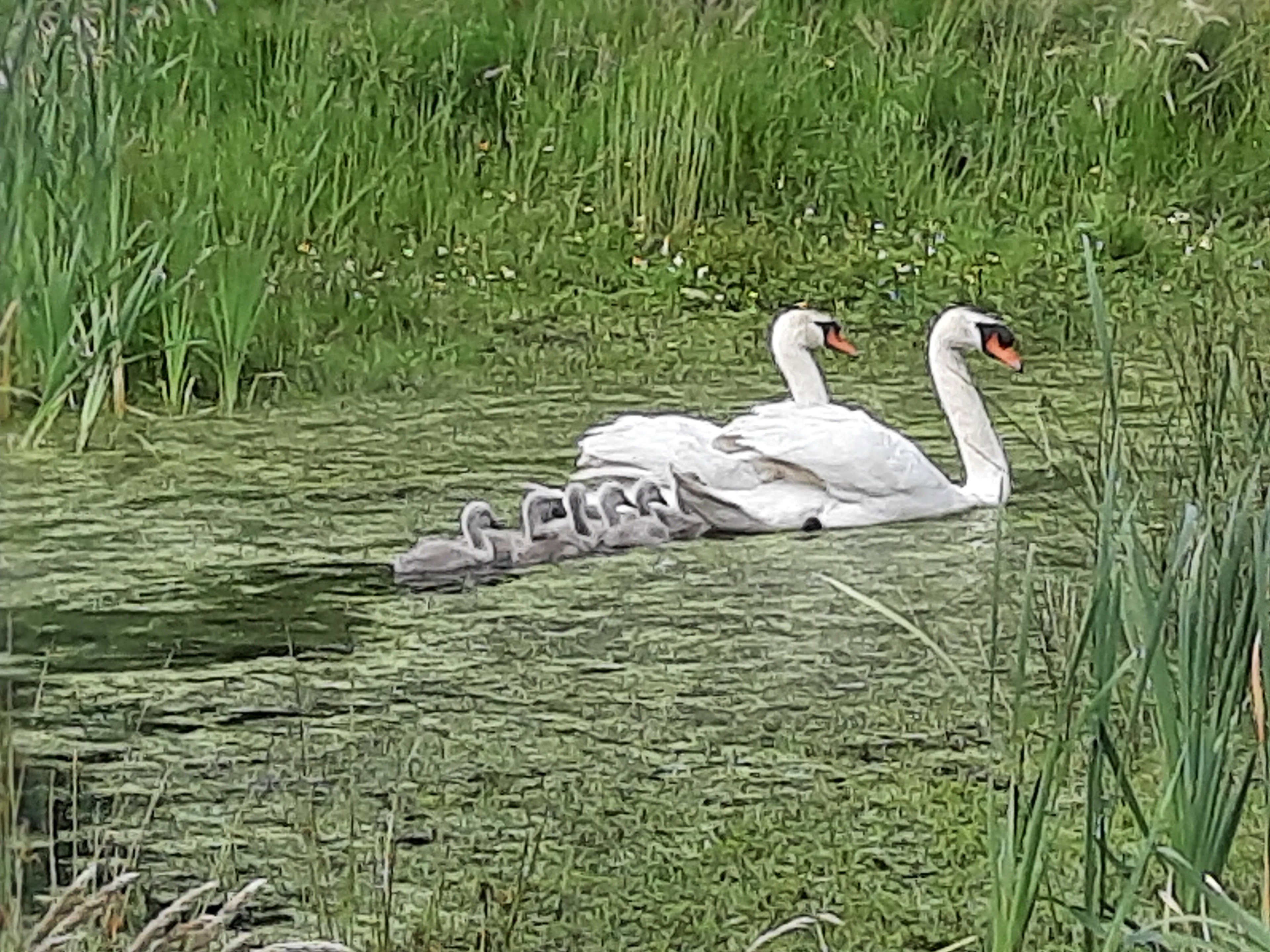 Naturhäuschen in Nieuweroord