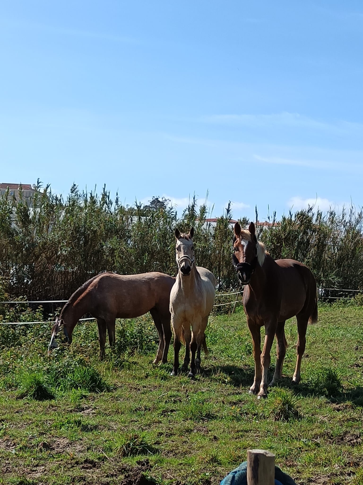 Casa nella natura a Casal do Carrascal