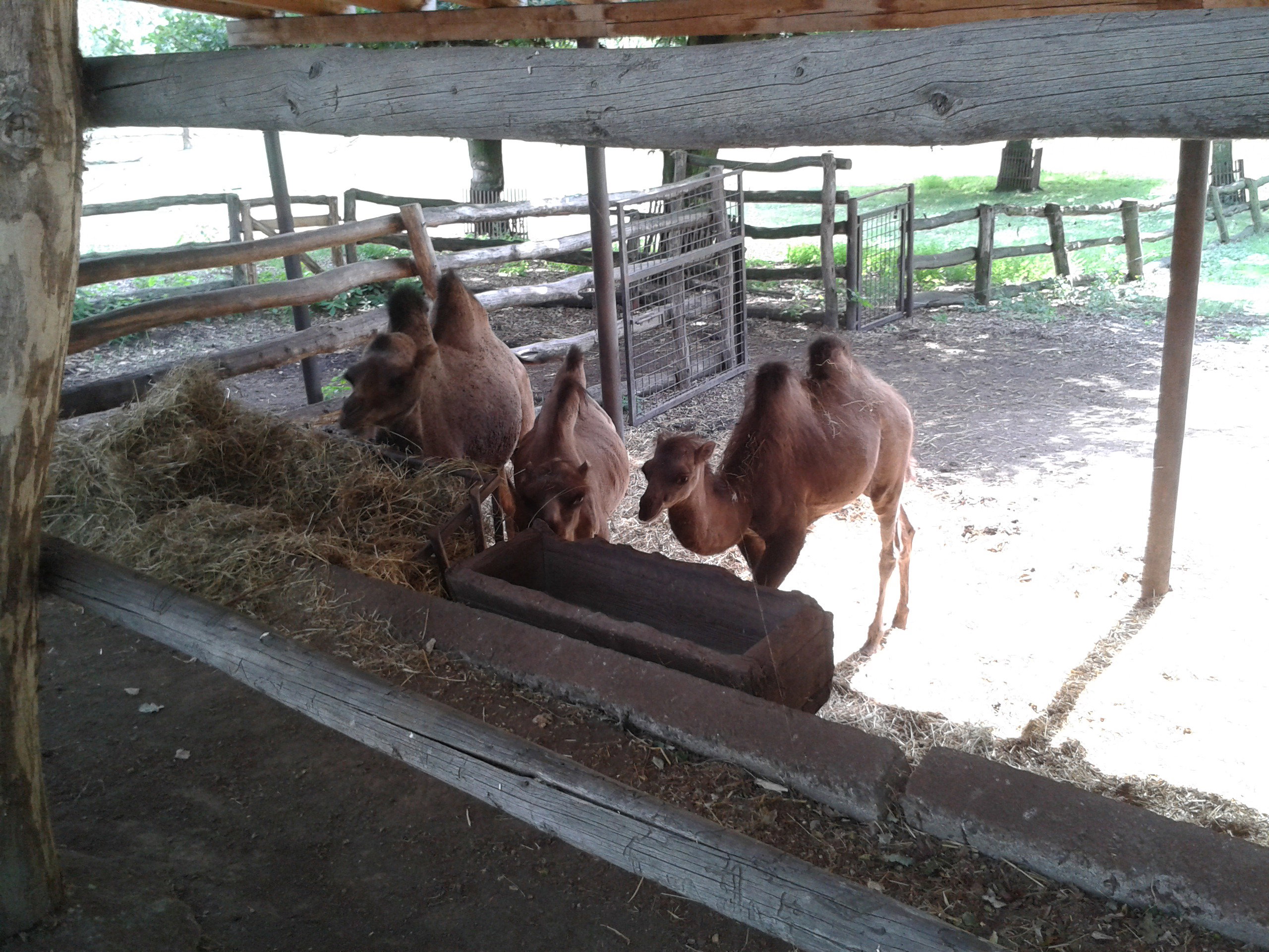 - image: 42