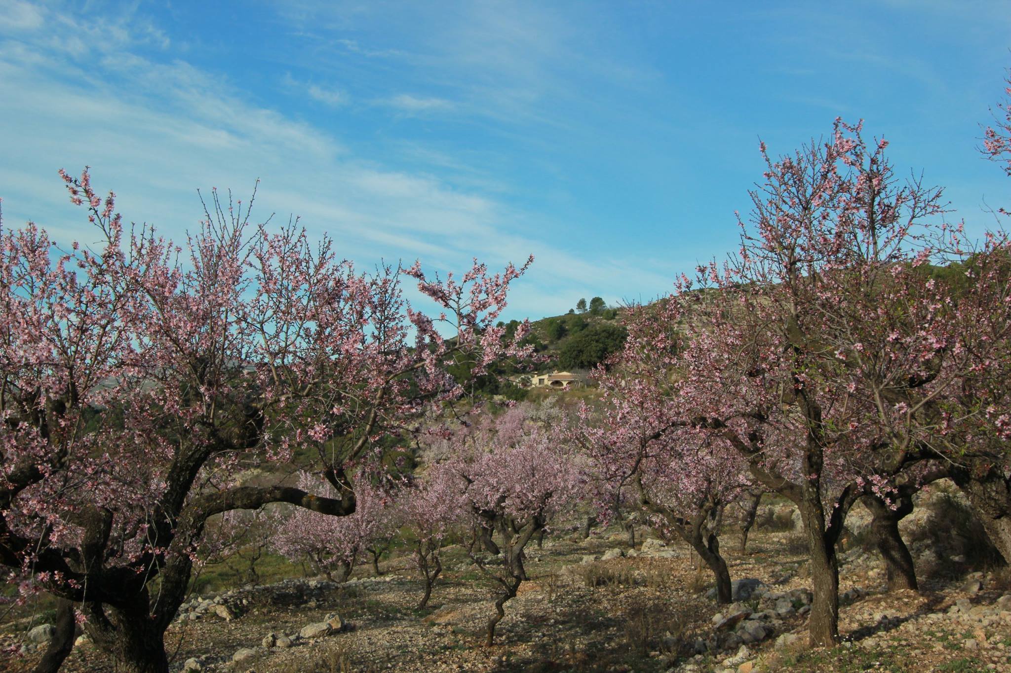 Nature house in La Vall de Laguar