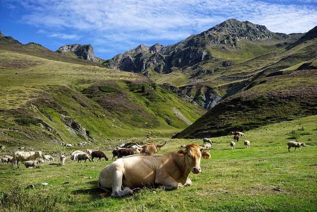 Natuurhuisje in Laborde
