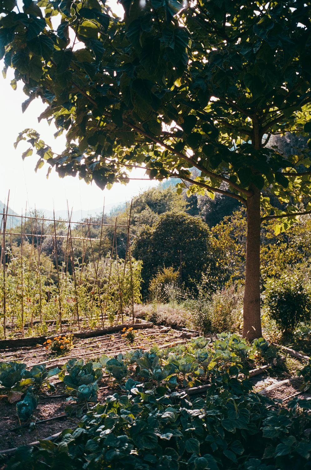 Casa nella natura a Castelvittorio Pigna