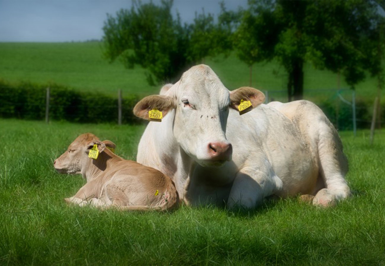 Natuurhuisje in Epen
