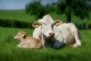Natuurhuisje in Epen