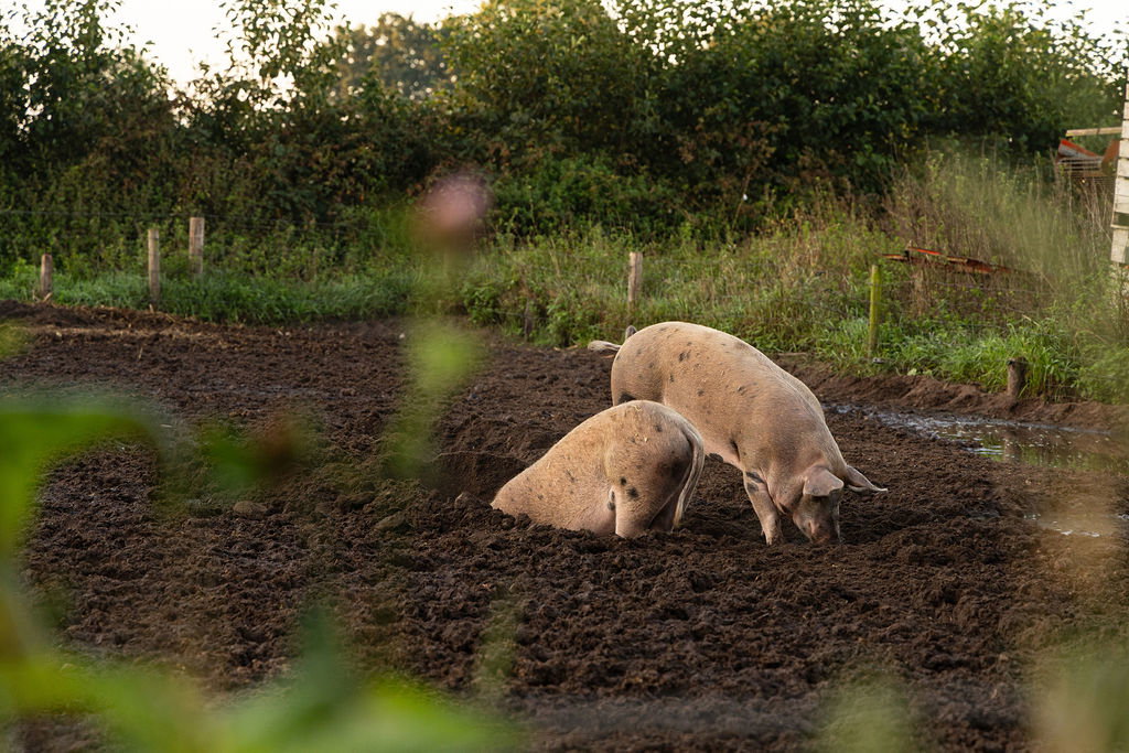 Natuurhuisje in Lievelde