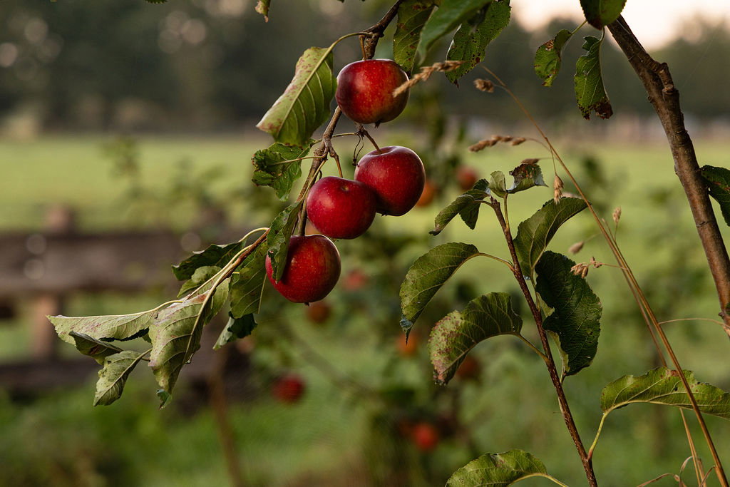 Natuurhuisje in Lievelde