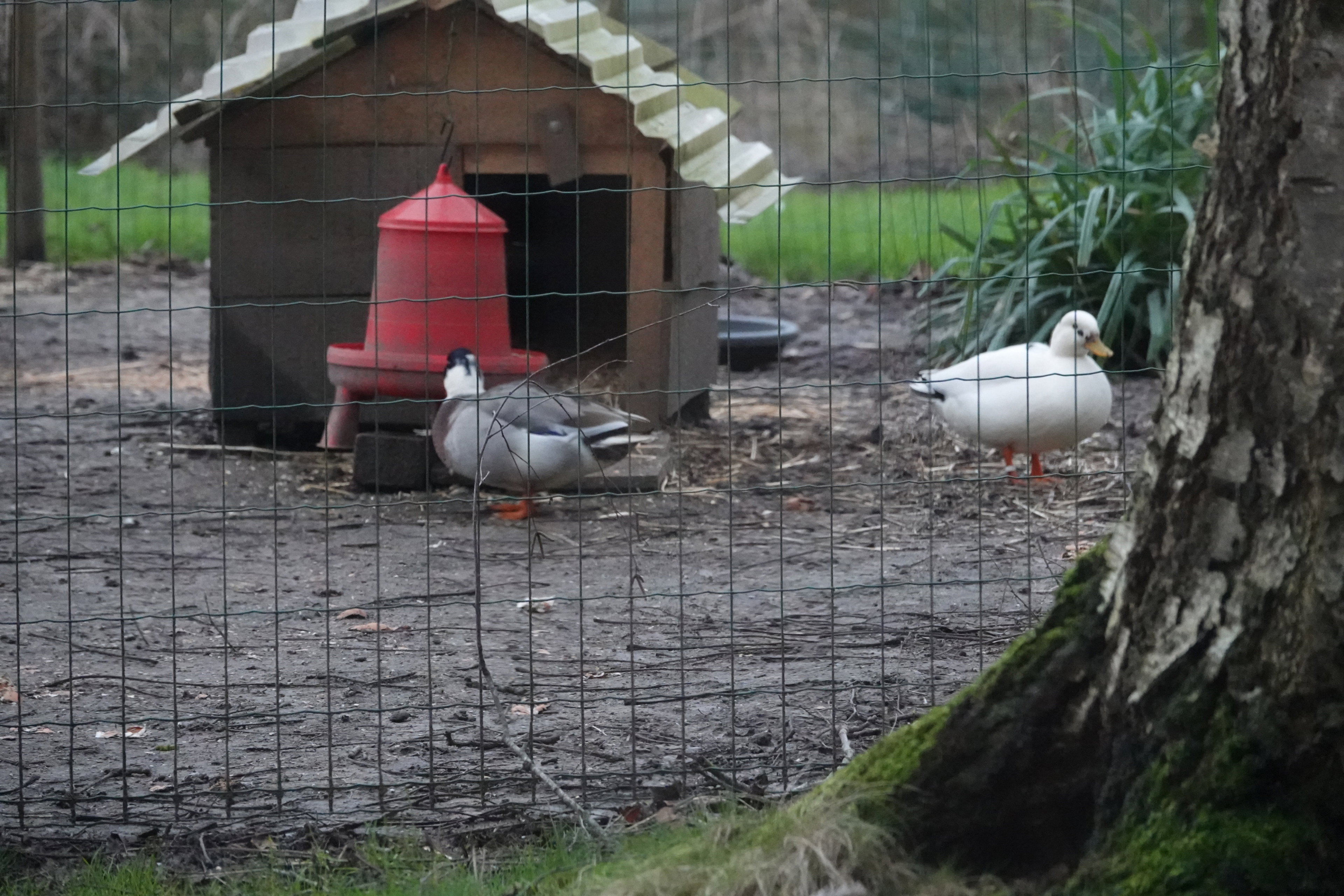 Natuurhuisje in Zwevegem (Moen)