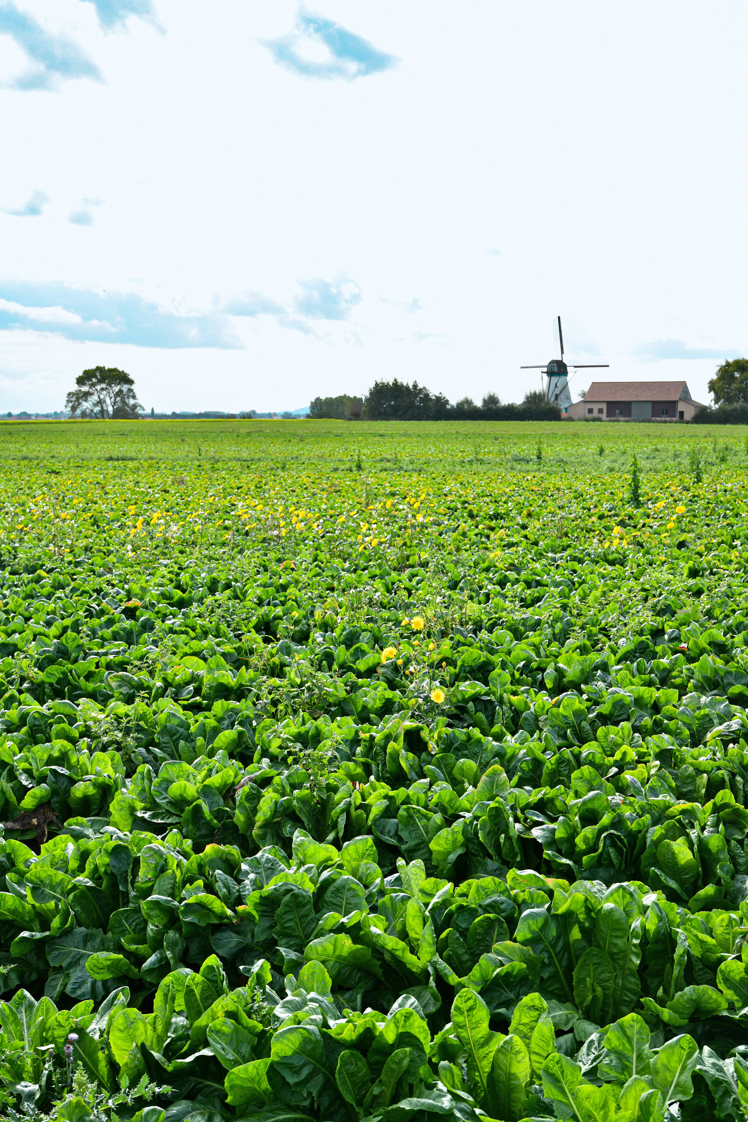 Natuurhuisje in Beveren aan de ijzer