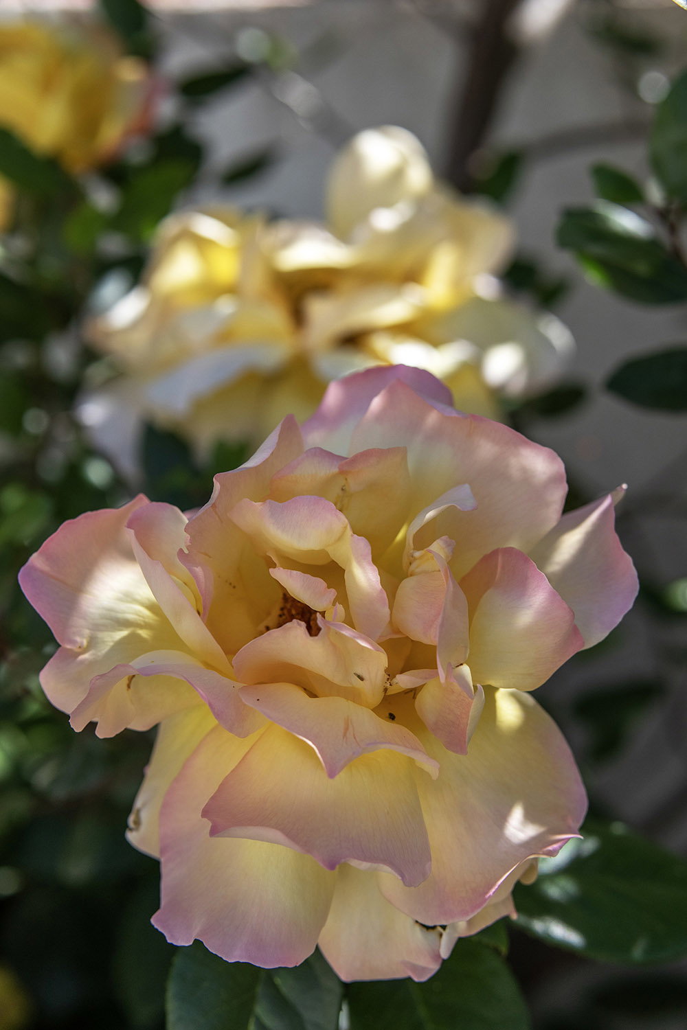- image: 46