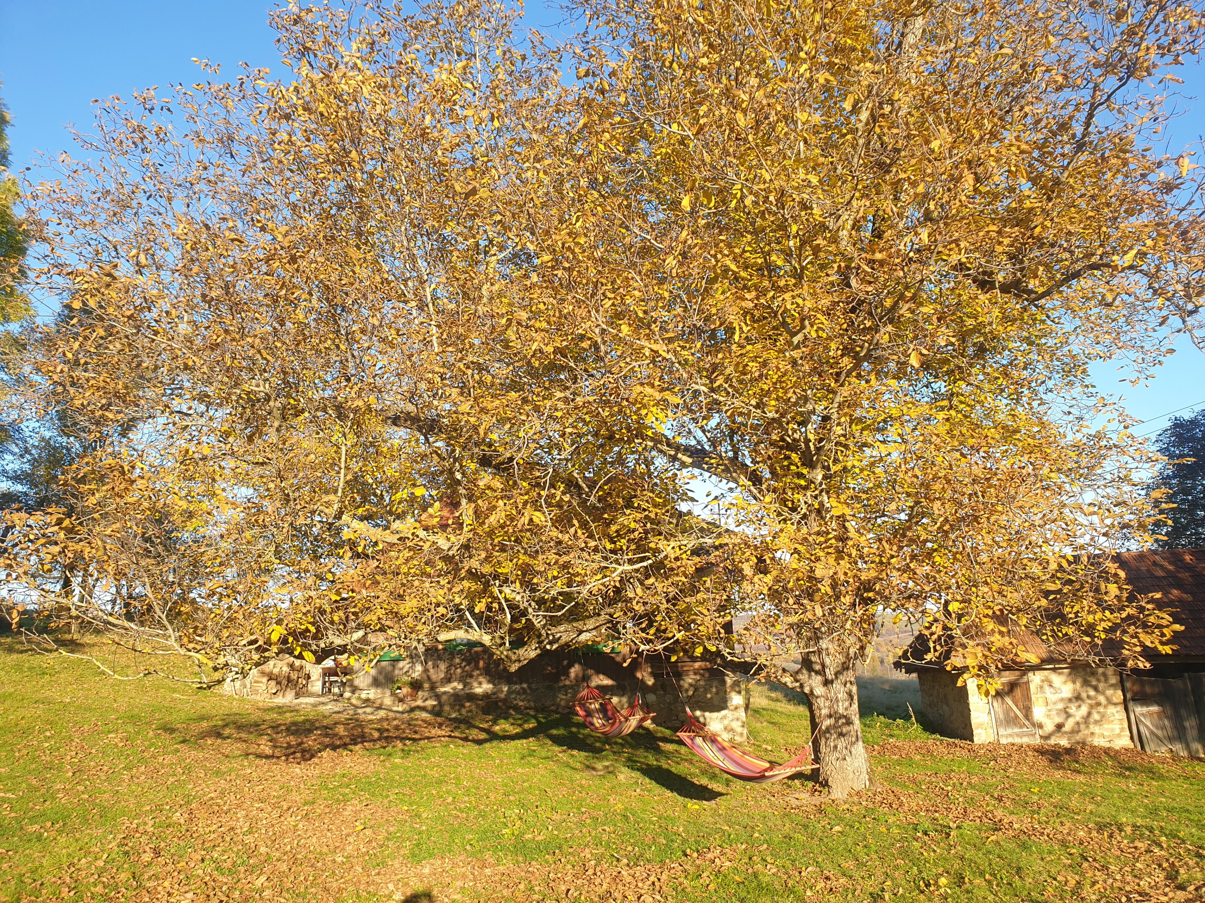 - image: 13