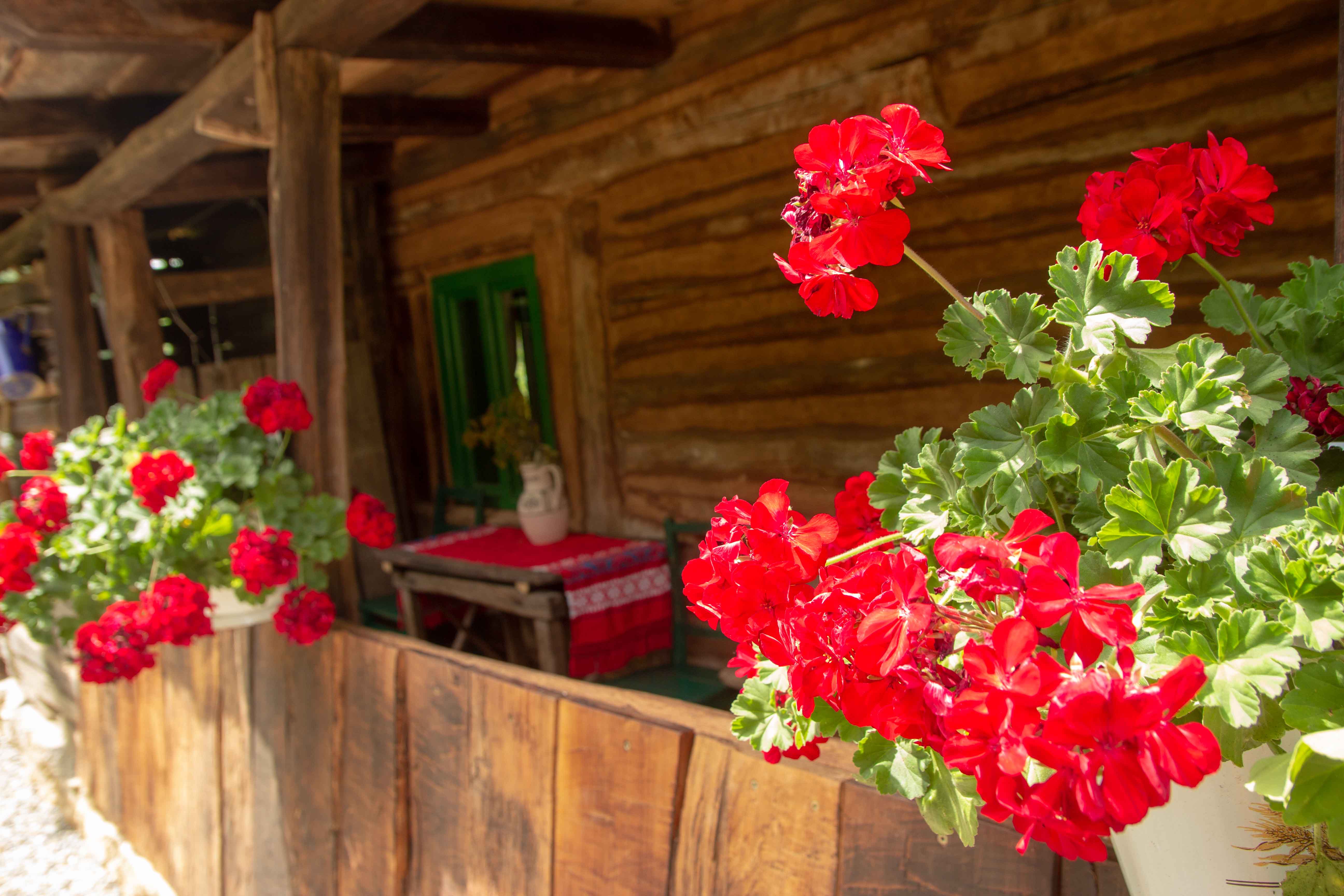 Nature house in Zece Hotare