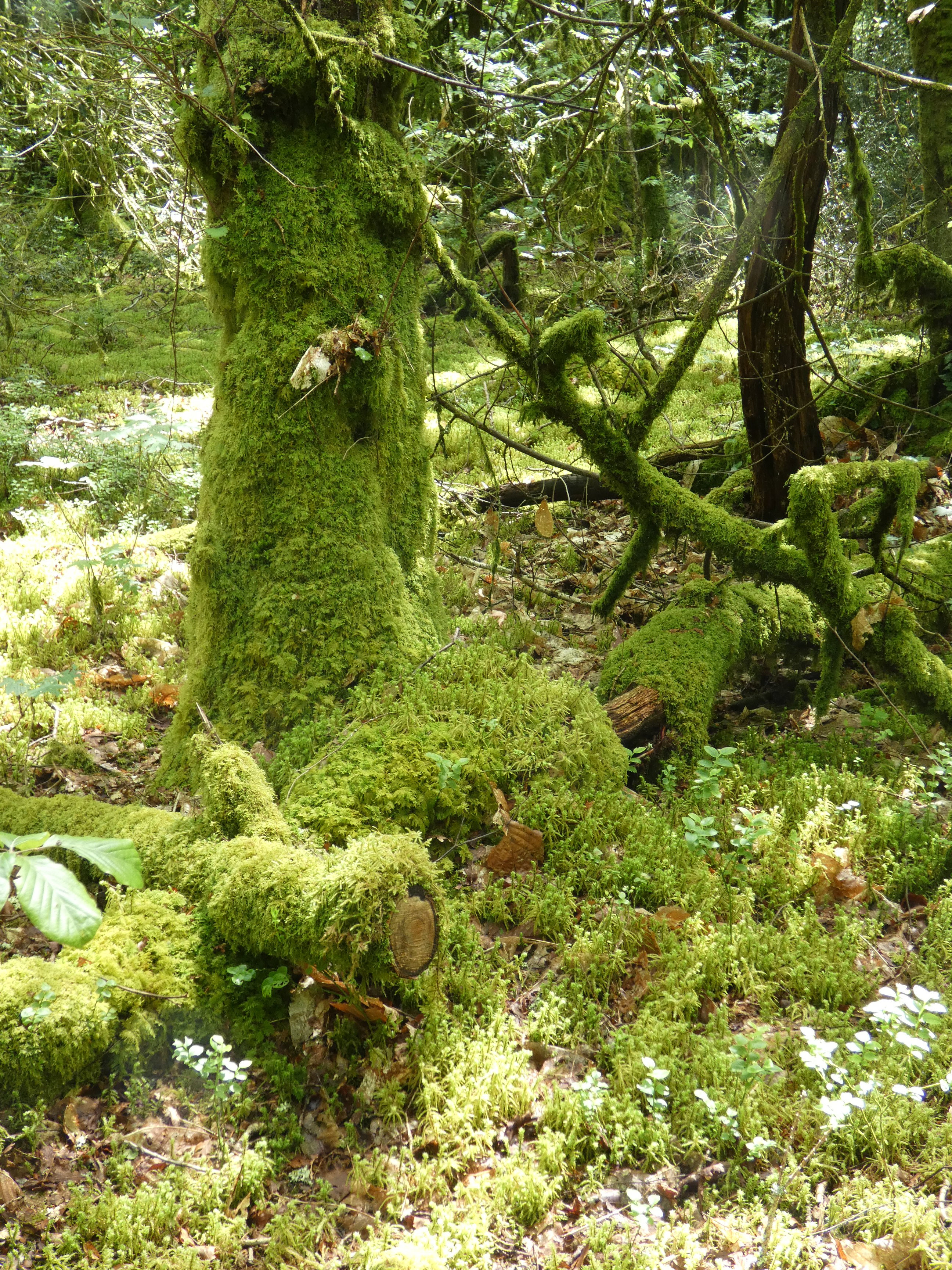 Casa nella natura a Melrand