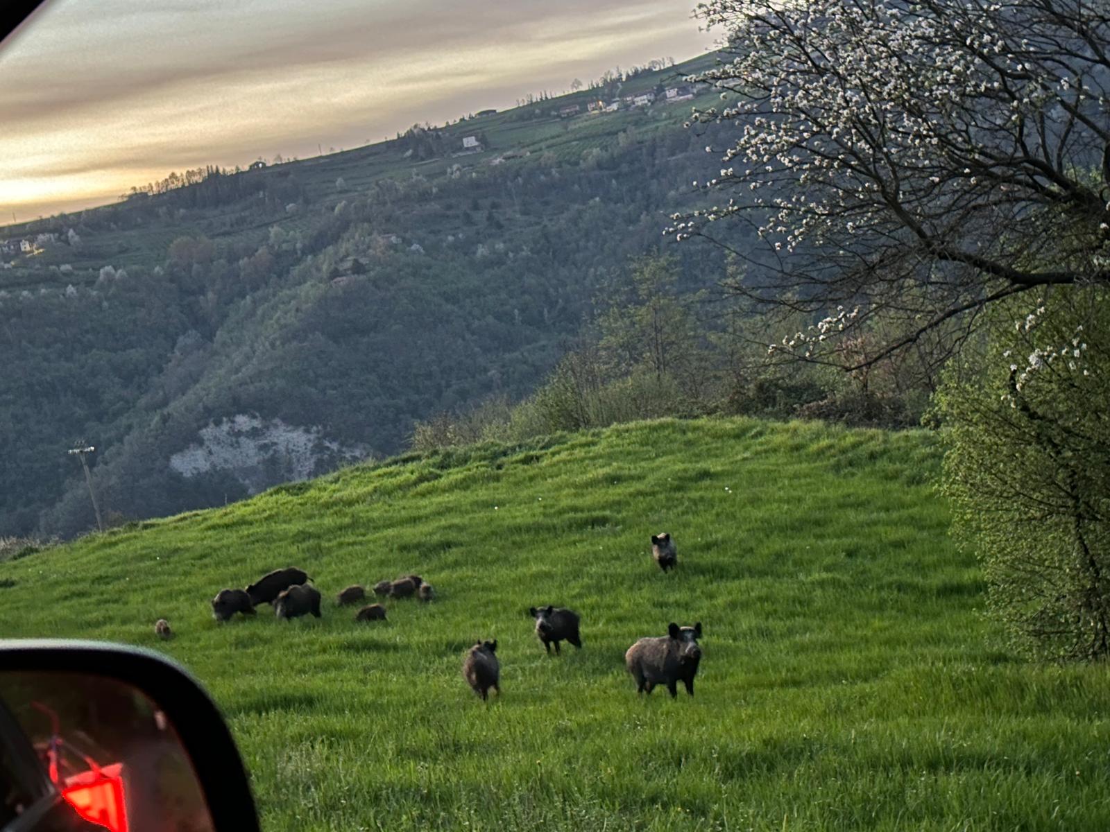 Naturhäuschen in Castelletto Uzzone