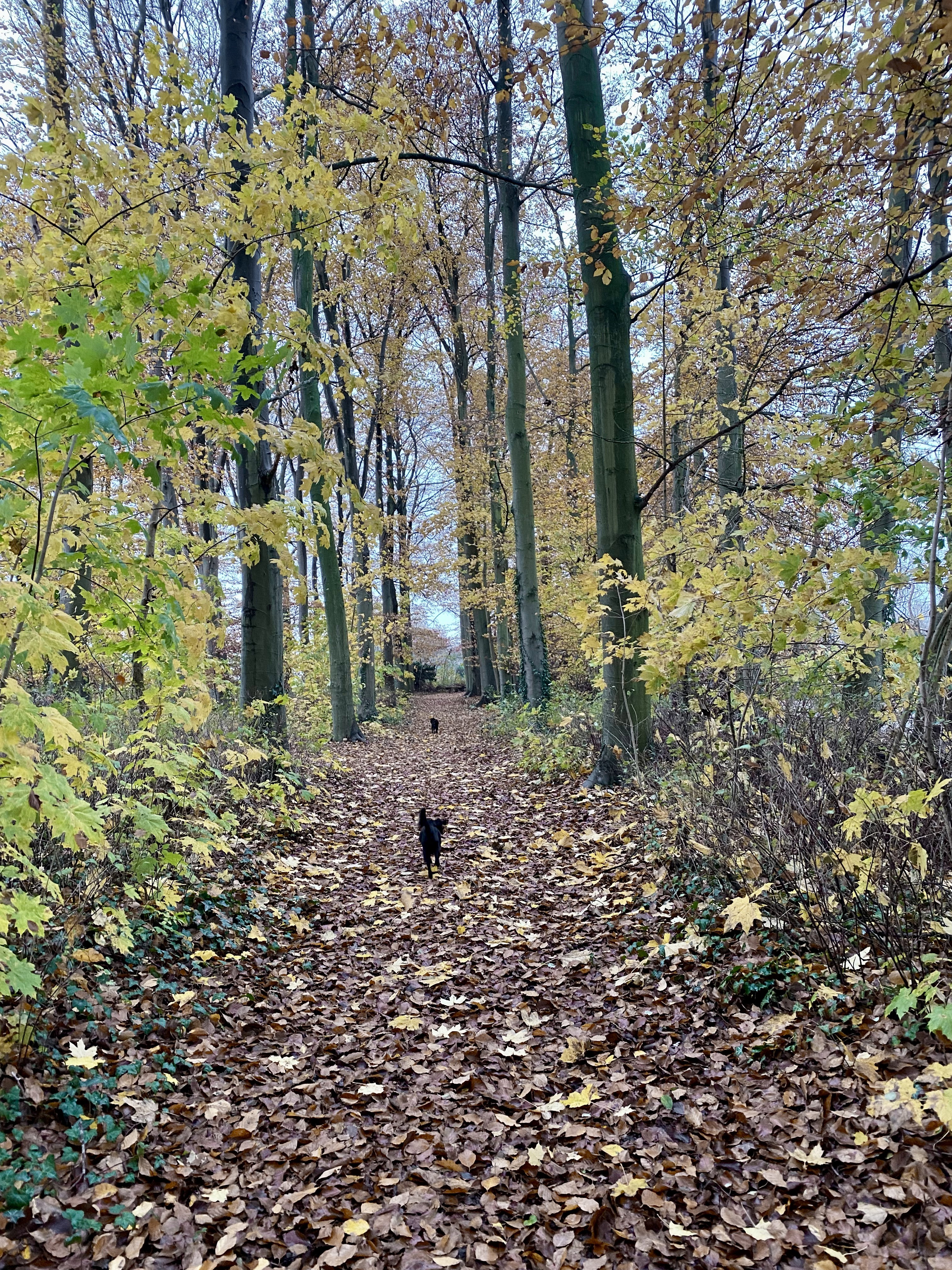 - image: 16