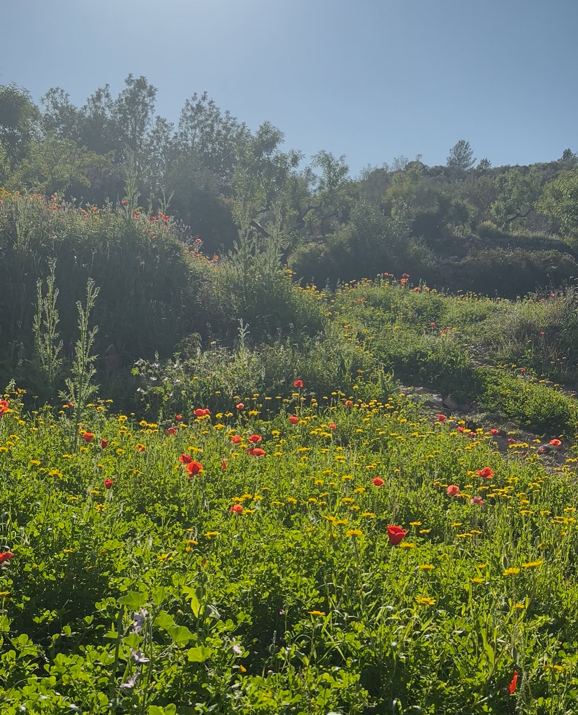 Natuurhuisje in Les Useres
